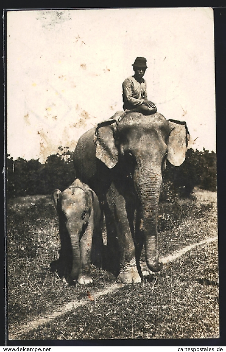 AK Indischer Elefant Mit Reiter Und Kalb  - Elefanten