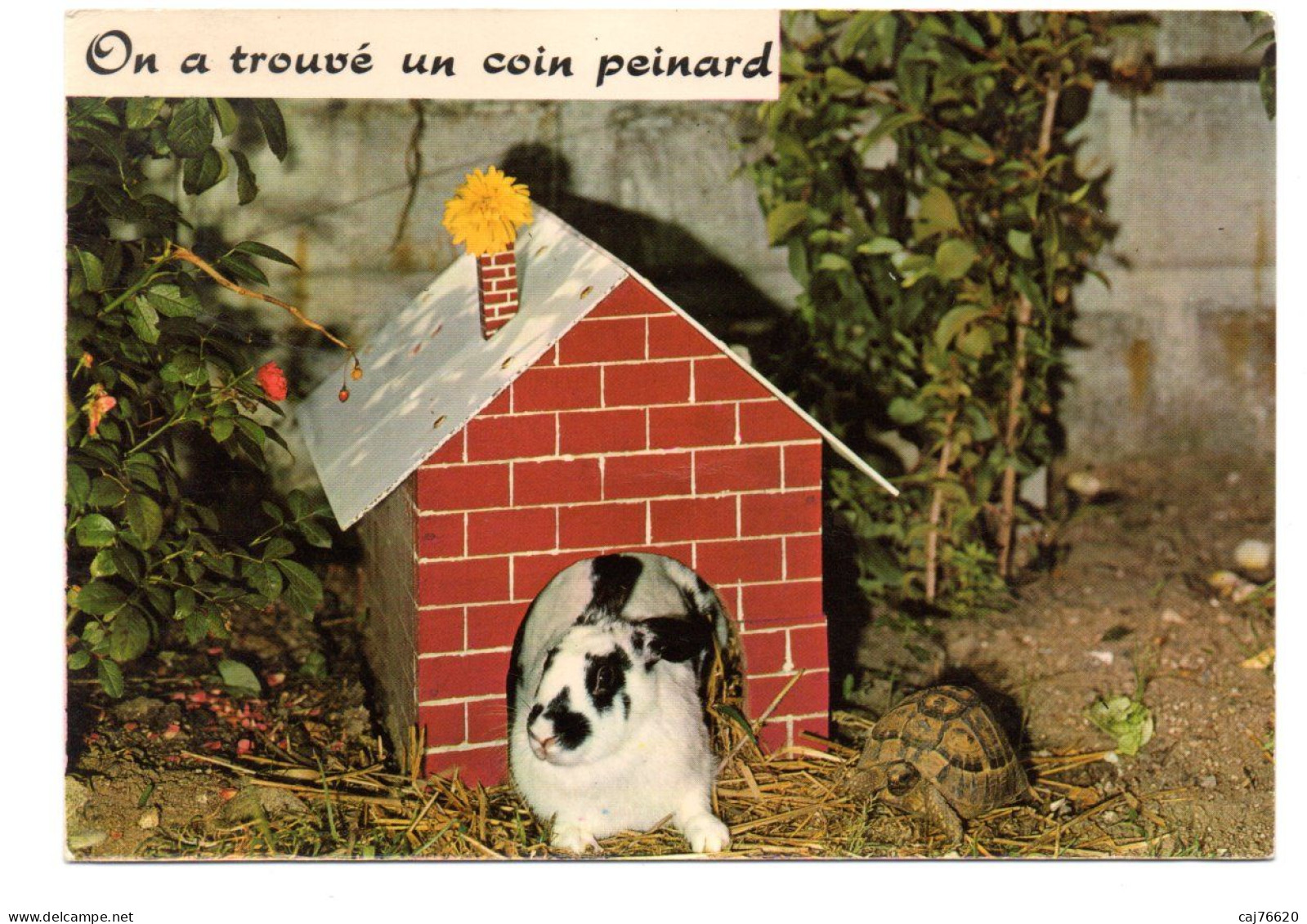 On A Trouvé Un Coin Peinard , Lapin ,tortue - Other & Unclassified