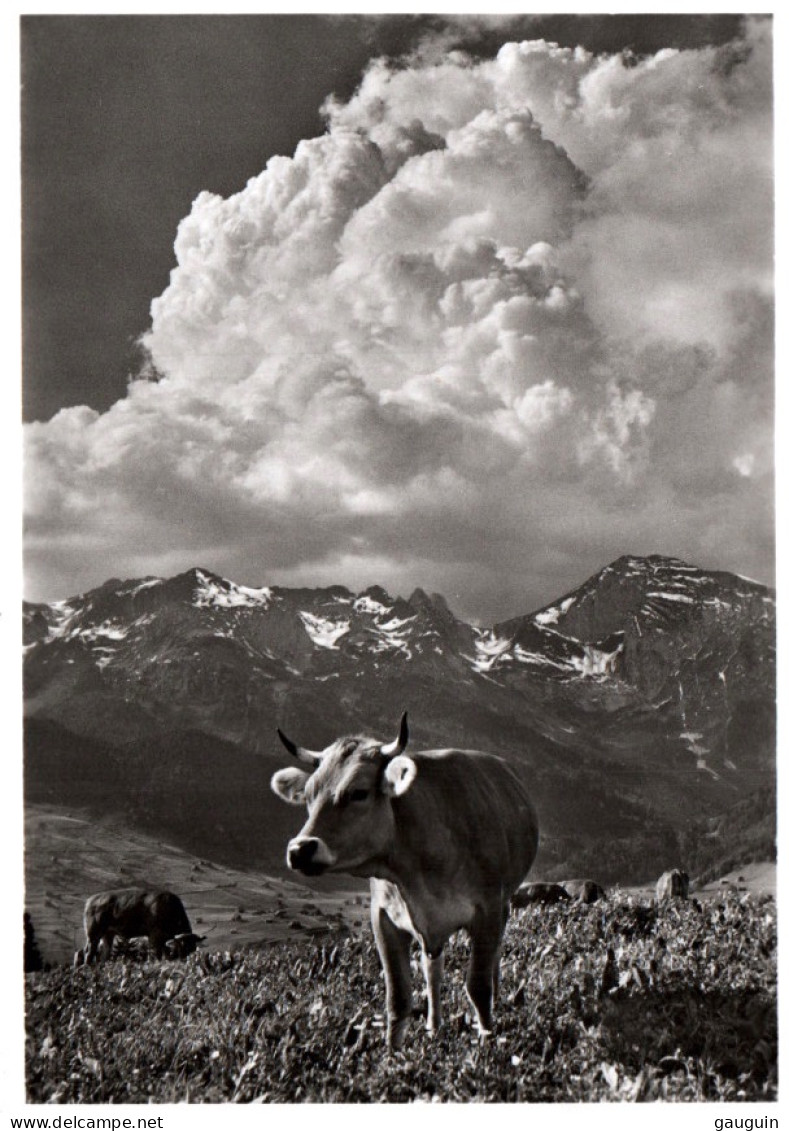 CPSM - OBERTOGGENBURG - Sur L'Alp Iltios (Pâturage Vaches) ... Edition Photo A. Eggenberger, Walzenhausen - Andere & Zonder Classificatie