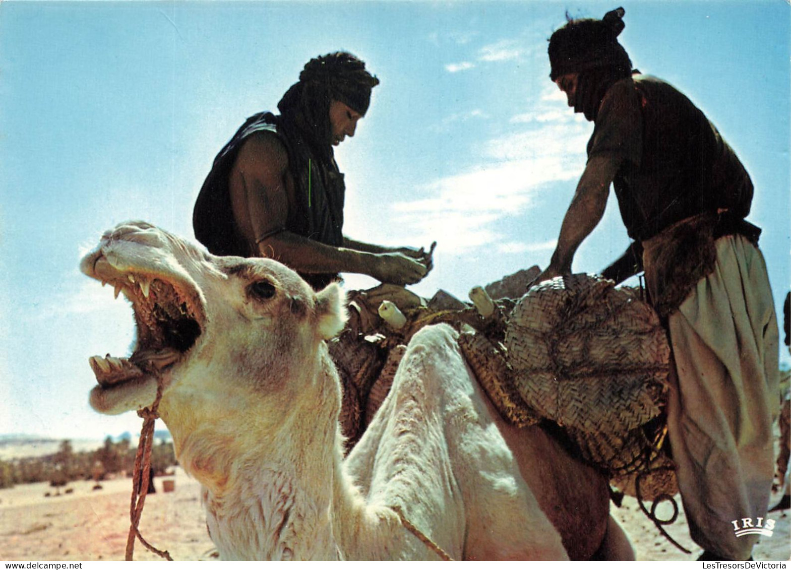 NIGER - Republique Du Niger - Chameliers - Camel Drivers - Animé - Carte Postale - Niger