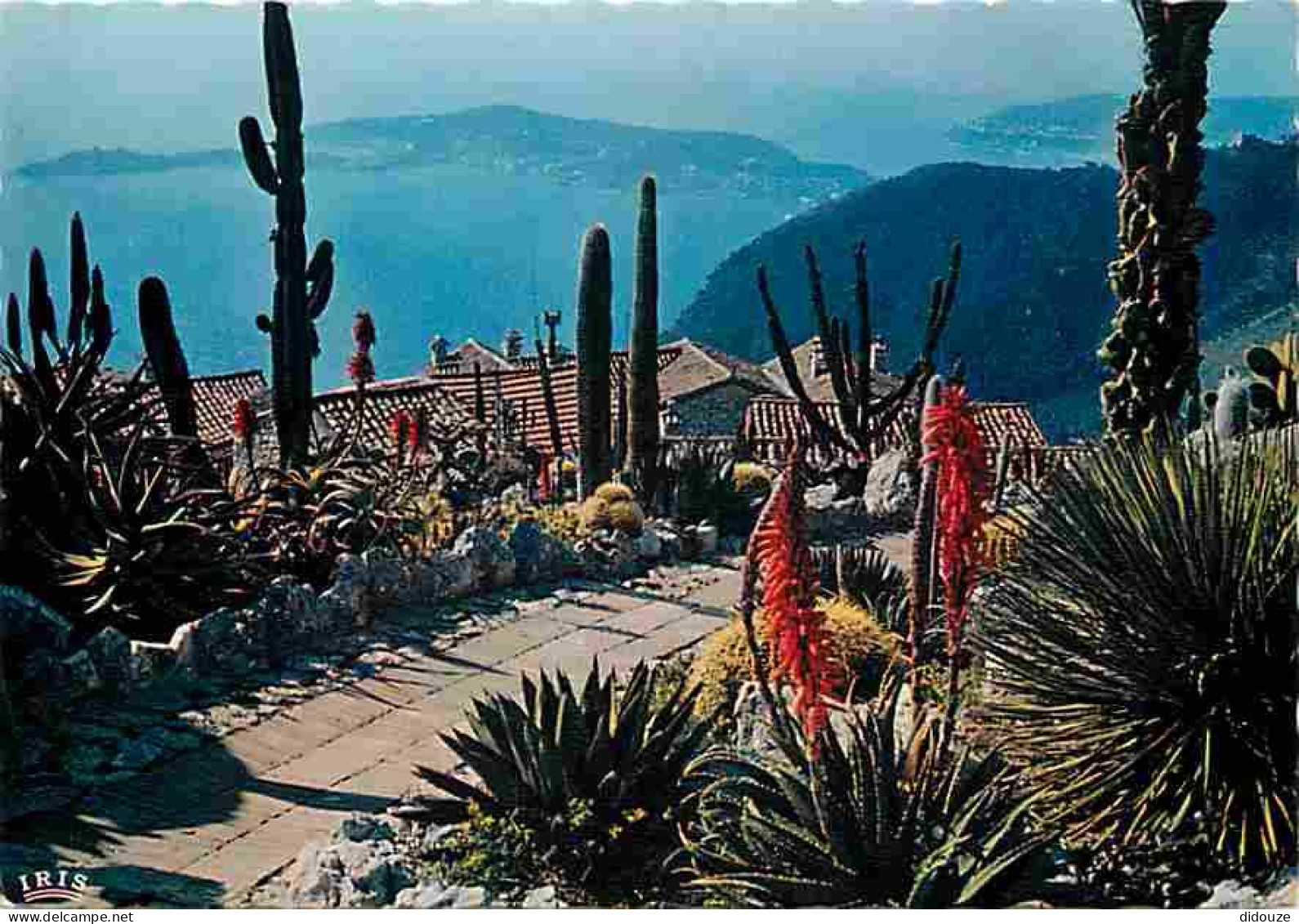 06 - Saint Jean Cap Ferrat - Et Le Cap De Nice Vus Du Jardin Exotique D'Eze - CPM - Voir Scans Recto-Verso - Saint-Jean-Cap-Ferrat