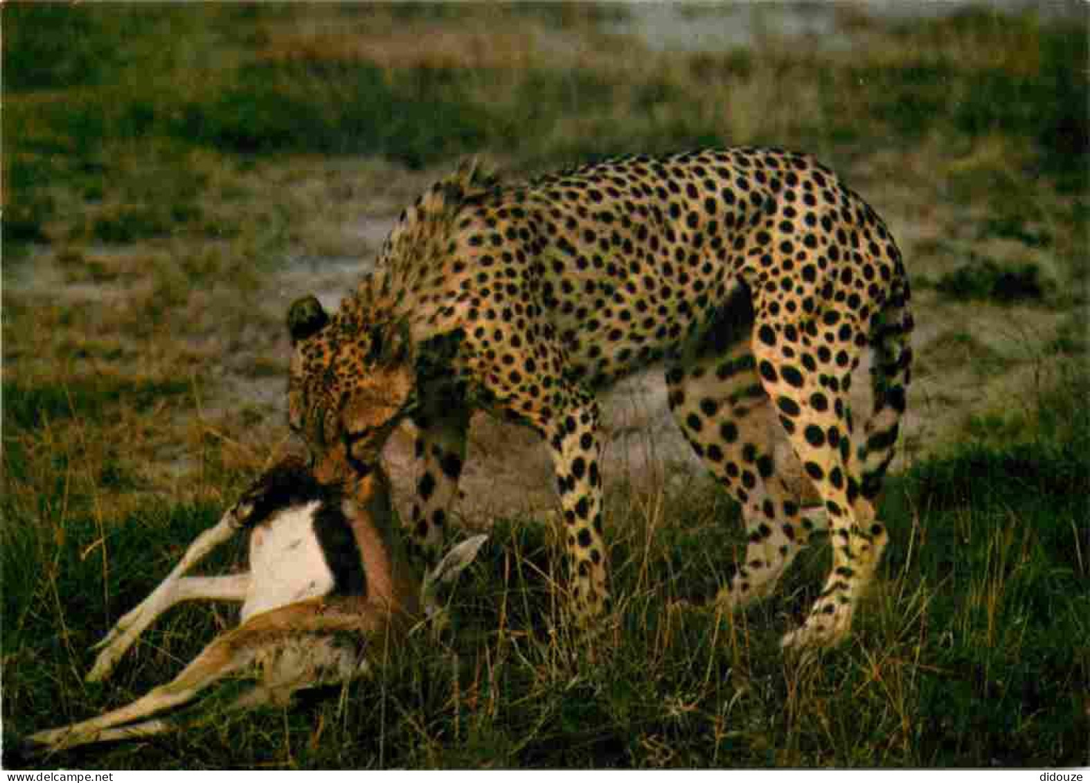 Animaux - Fauves - Guépard - Faune Africaine - Guépard Mangeant Sa Proie - Cheetah - CPM - Carte Neuve - Voir Scans Rect - Autres & Non Classés