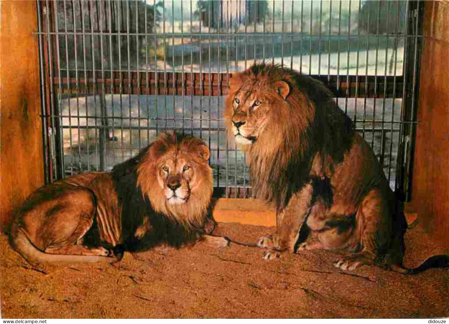 Animaux - Fauves - Lion - Chaumont Sur Tharonne - Parc Zoologique De Montevran - Lions Du Soudan - Zoo - CPM - Carte Neu - Löwen