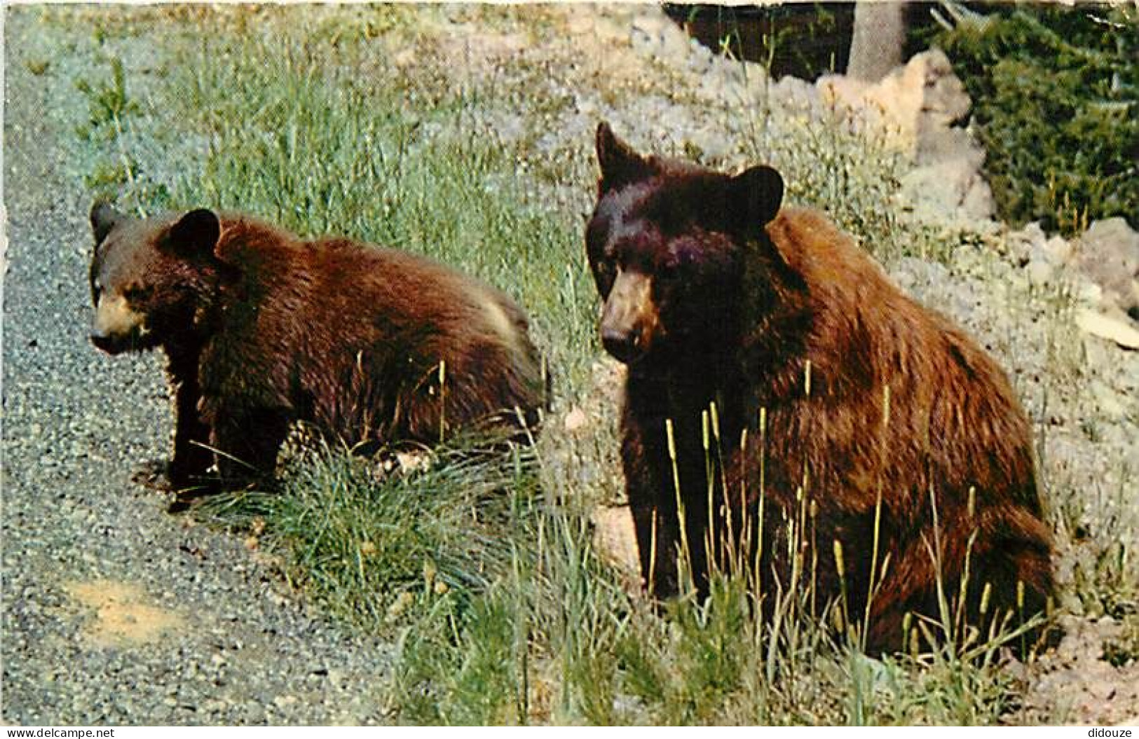 Animaux - Ours - Black Bear - Bear - CPSM Format CPA - Voir Scans Recto-Verso - Beren