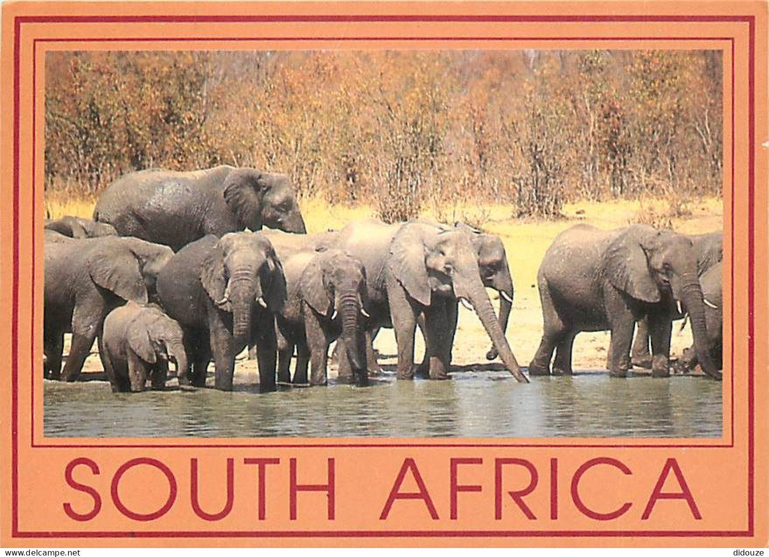 Animaux - Eléphants - Afrique Du Sud - South Africa - Safari - éléphanteau - CPM - Voir Scans Recto-Verso - Éléphants