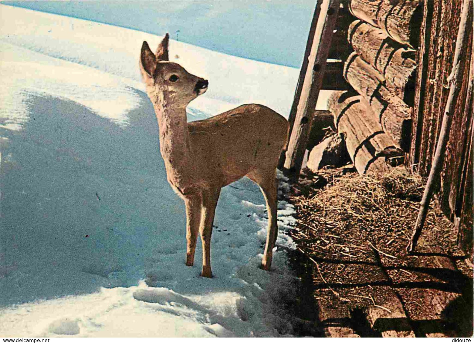 Animaux - Cervidés - Biche Ans Une Réserve Alpine - Hiver - Neige - CPM - Voir Scans Recto-Verso - Andere & Zonder Classificatie