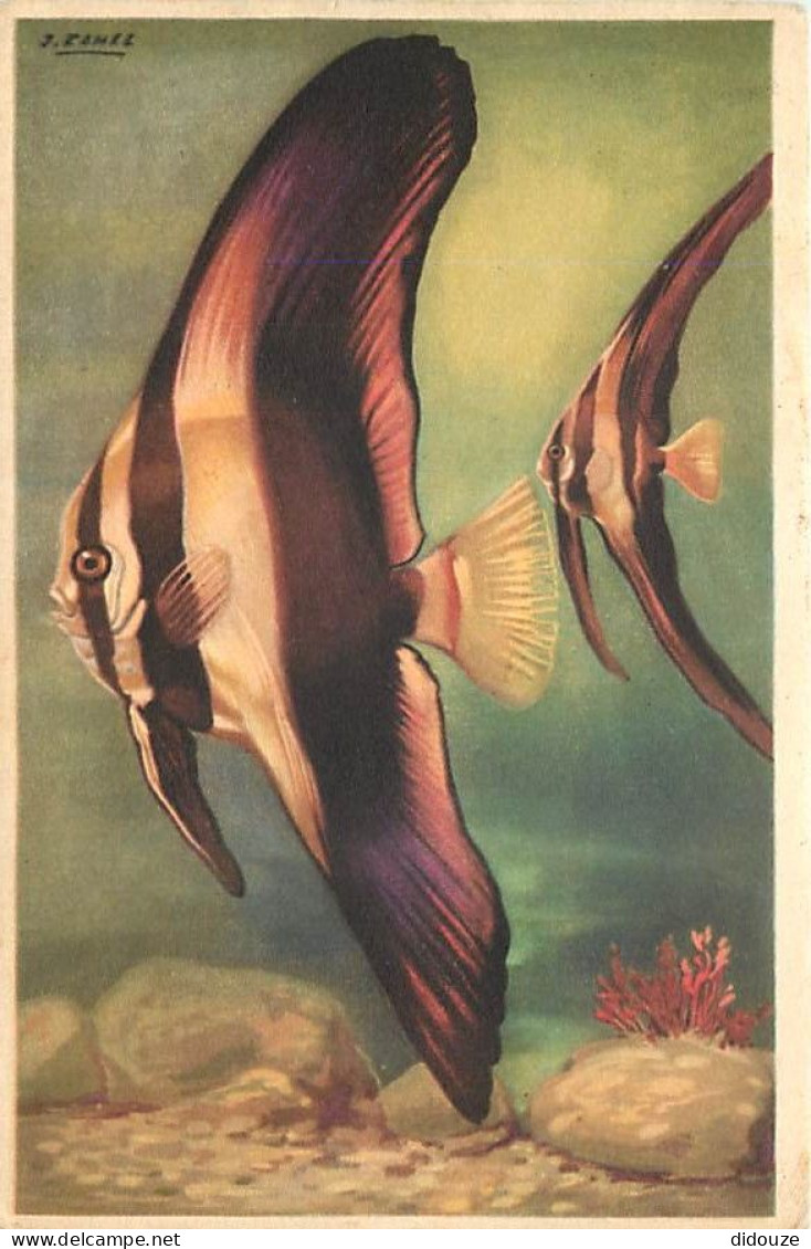 Animaux - Poissons - Musée Océanographique De Monaco - Ange à Trois Bandes - Platax Teira - Art Peinture - J Ramel - Car - Fish & Shellfish