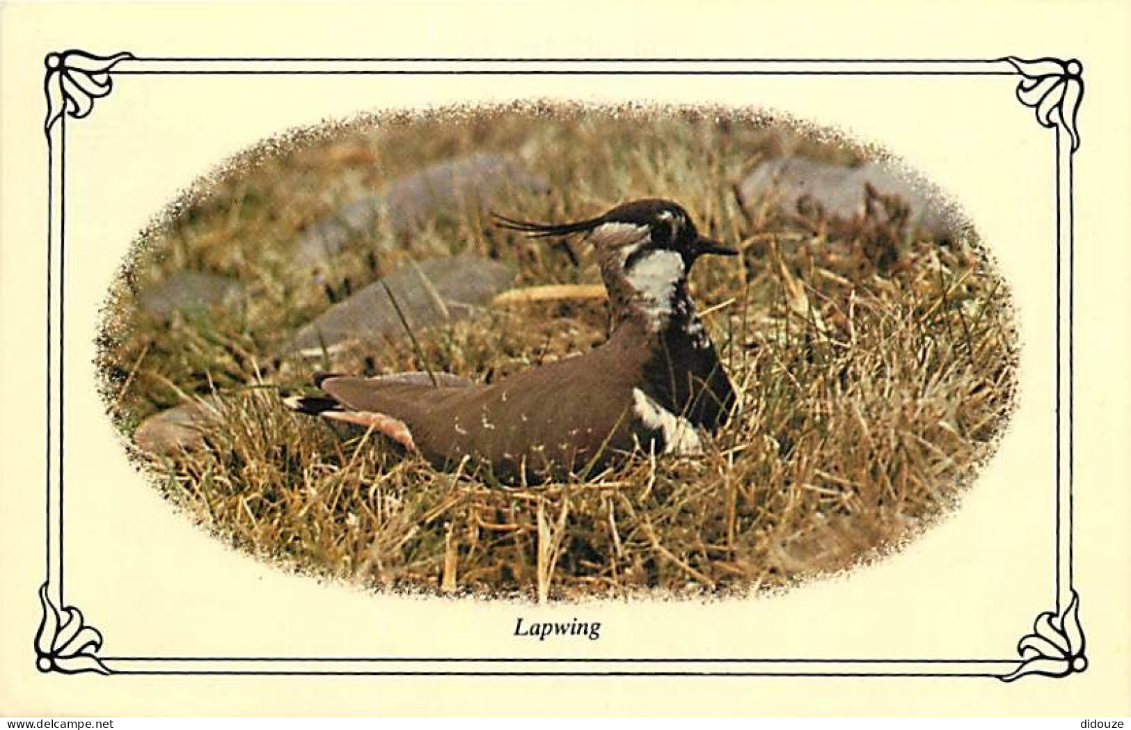 Animaux - Oiseaux - Vanellinae - Lapwing - CPM - Voir Scans Recto-Verso - Oiseaux