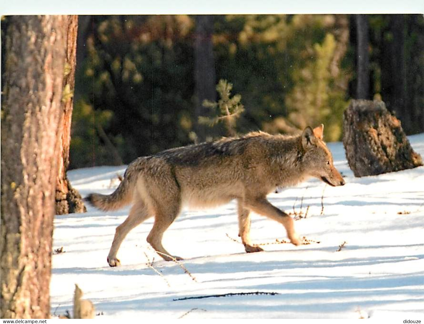 Animaux - Loups - Le Loup Du Queyras - Hiver - Neige - Wolf - Lobo - CPM - Carte Neuve - Voir Scans Recto-Verso - Autres & Non Classés