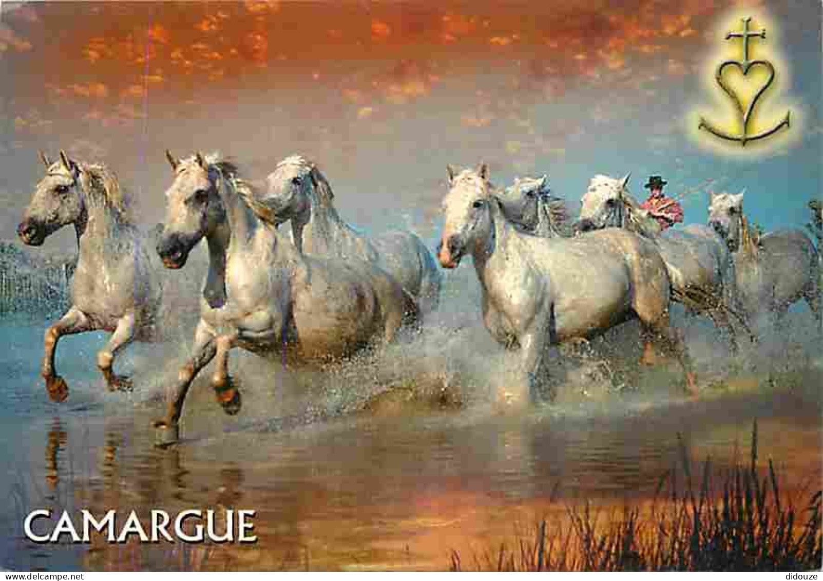 Animaux - Chevaux - Camargue - Chevaux Sauvages Dans Les Marais - CPM - Voir Scans Recto-Verso - Paarden