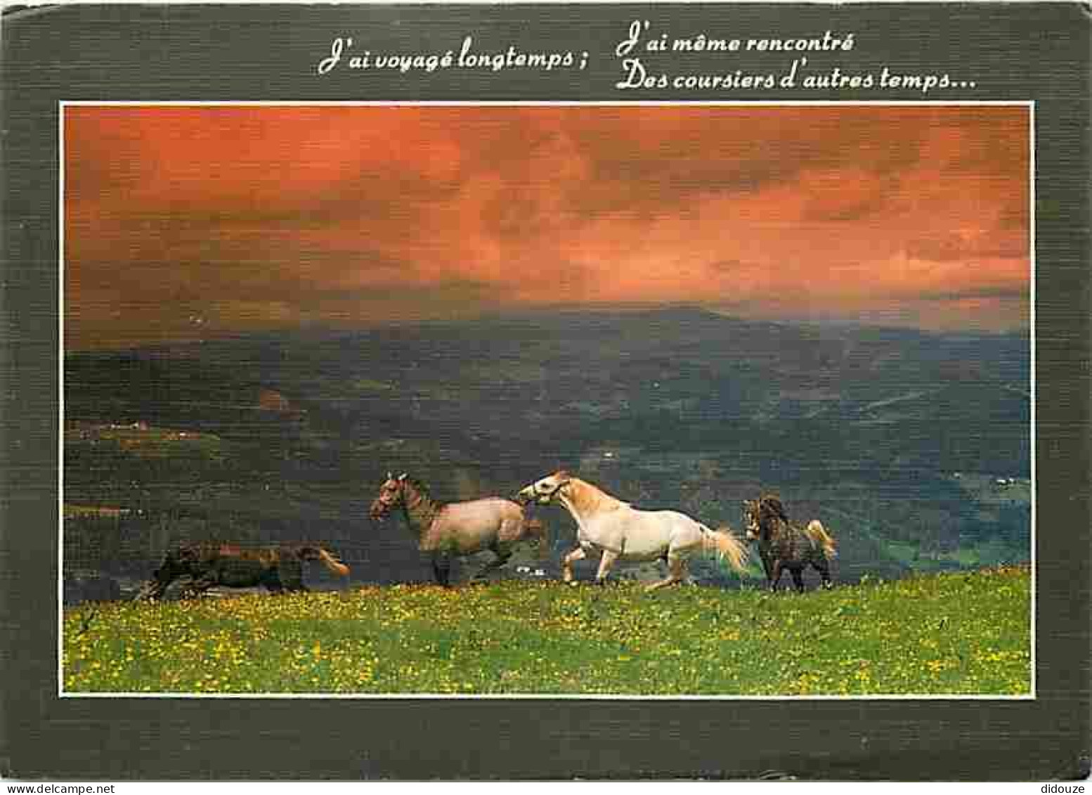 Animaux - Chevaux - Coucher De Soleil - Carte Neuve - Voir Scans Recto Verso  - Chevaux