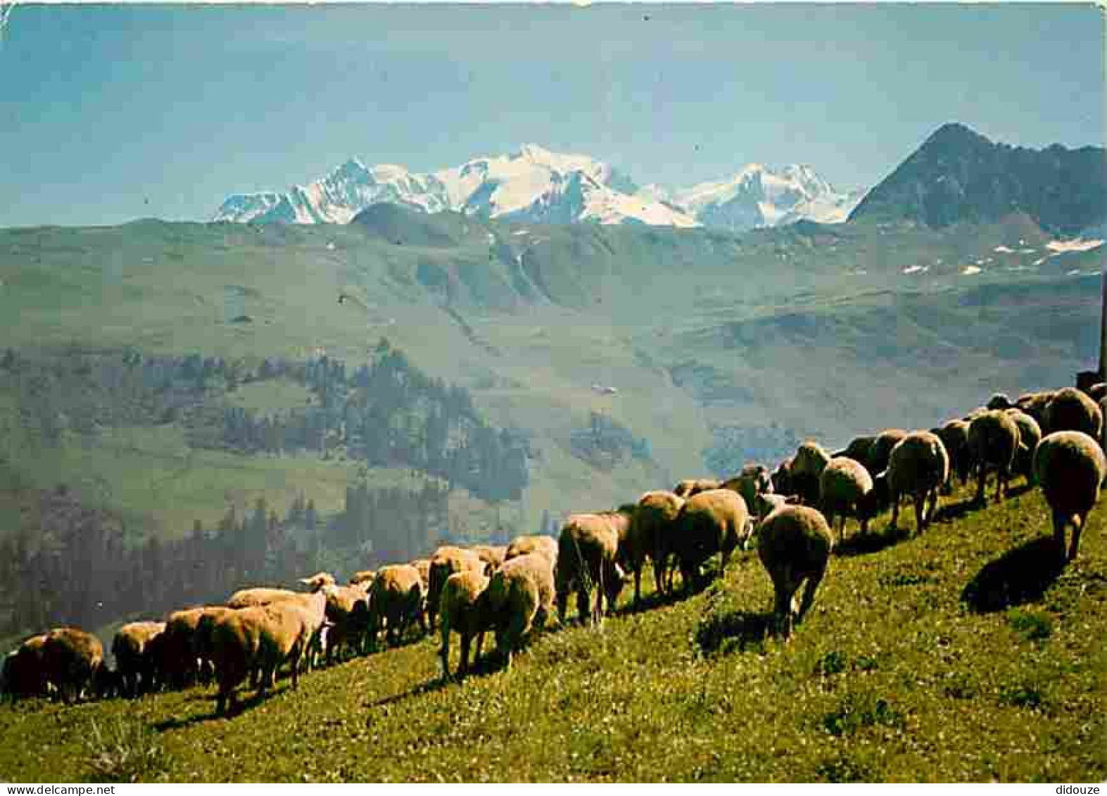 Animaux - Moutons - Alpes - CPM - Voir Scans Recto-Verso - Autres & Non Classés