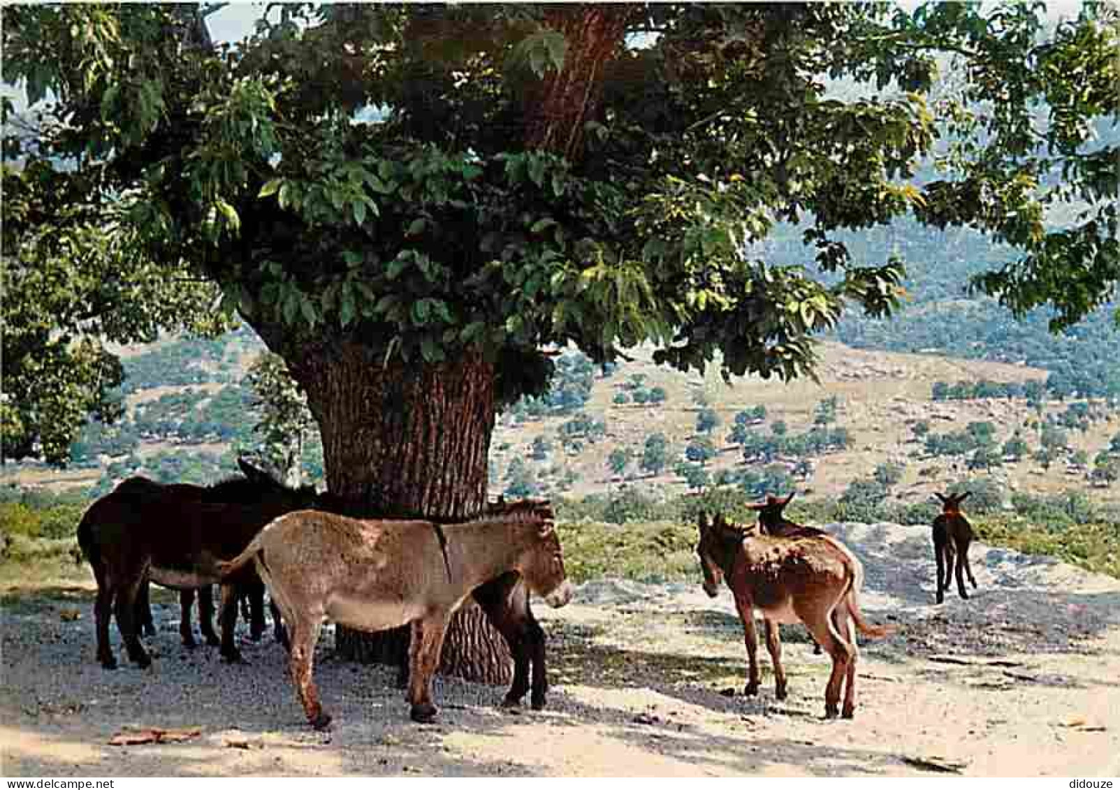 Animaux - Anes - Corse - Kalliste - La Pause Sous Le Châtaignier - Carte Neuve - CPM - Voir Scans Recto-Verso - Ezels