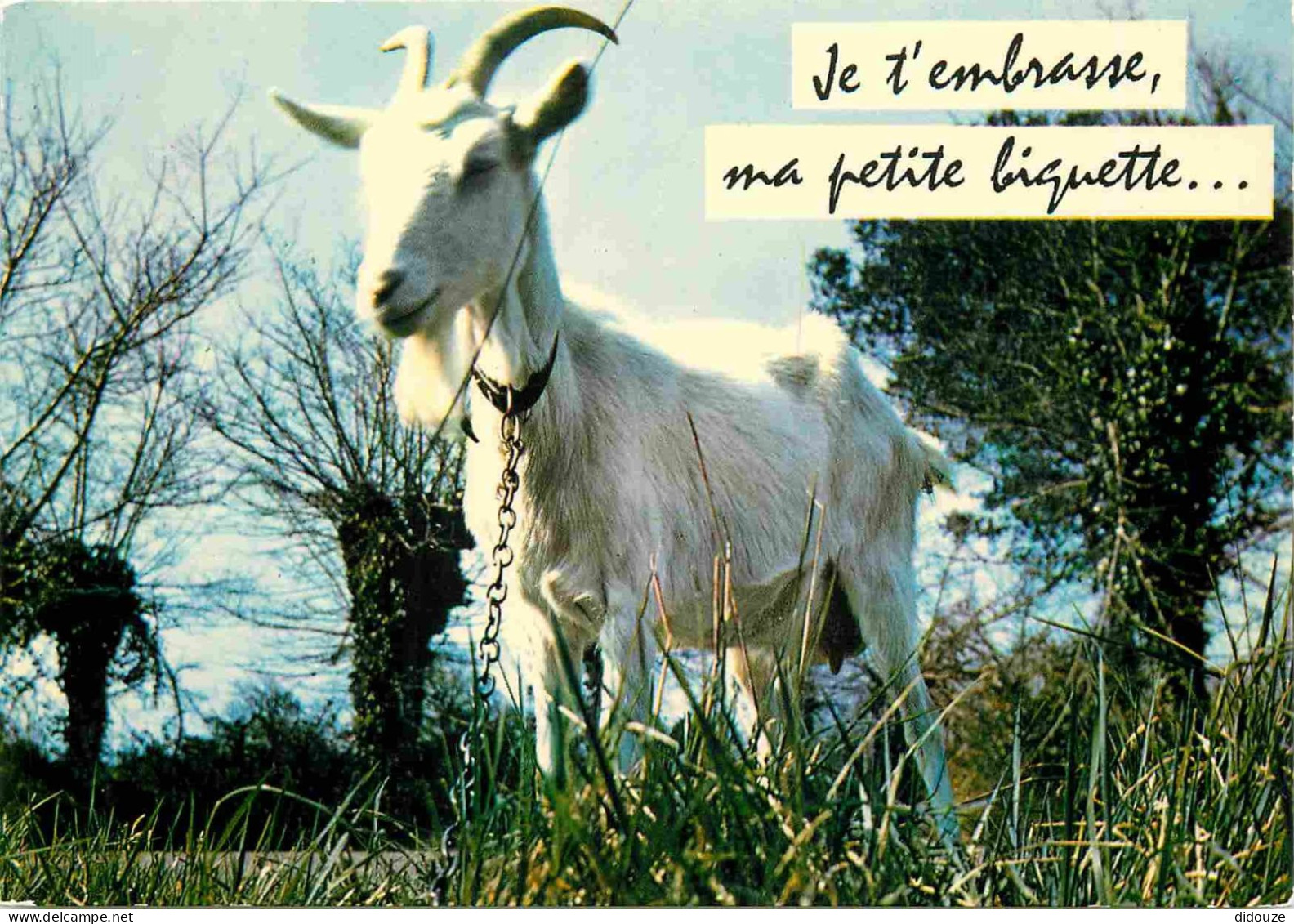 Animaux - Chèvres - Carte à Message Humoristique - CPM - Voir Scans Recto-Verso - Autres & Non Classés