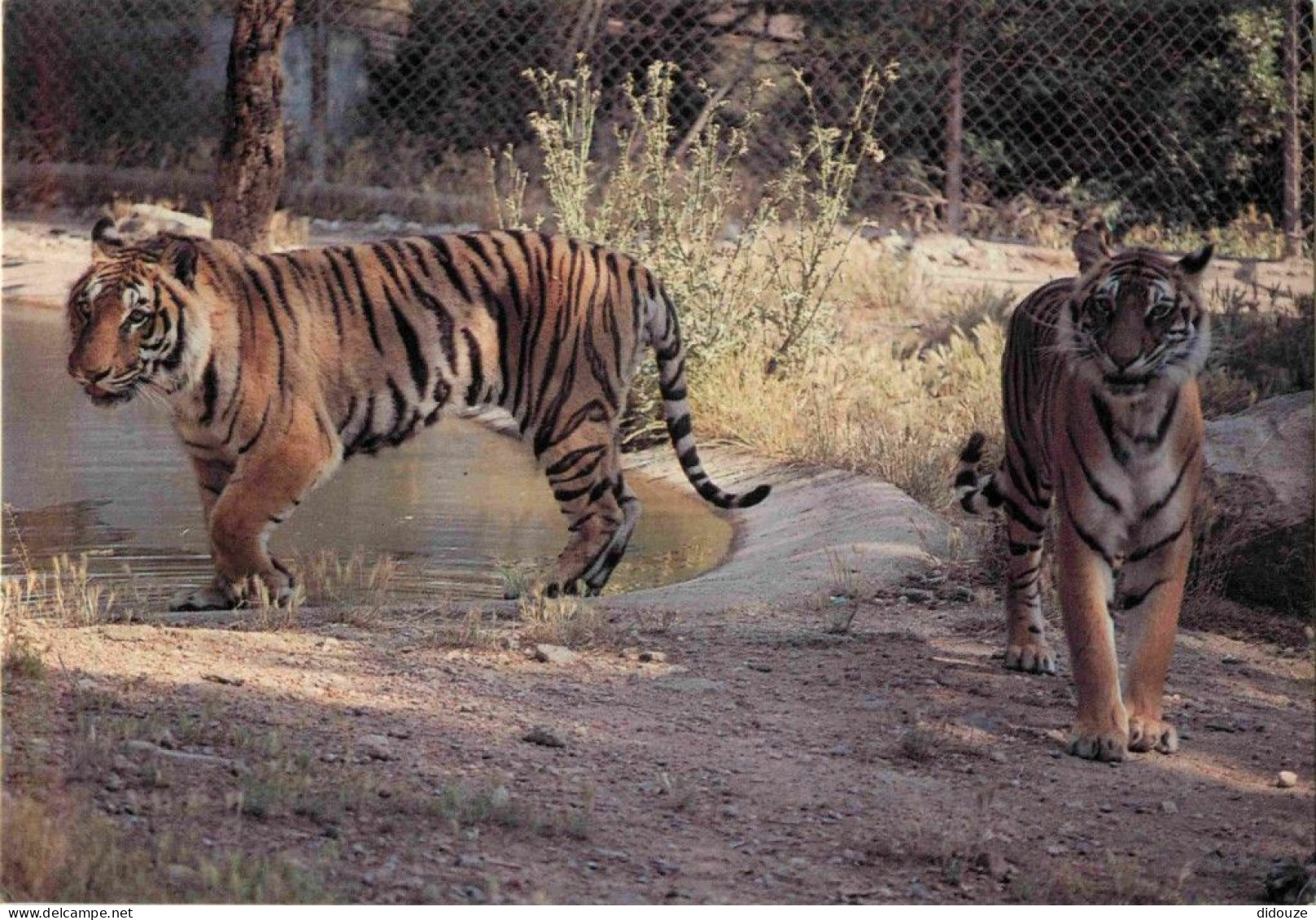Animaux - Fauves - Tigre - Parc Zoologique Safari De Fréjus - Zoo - CPM - Voir Scans Recto-Verso - Tigri