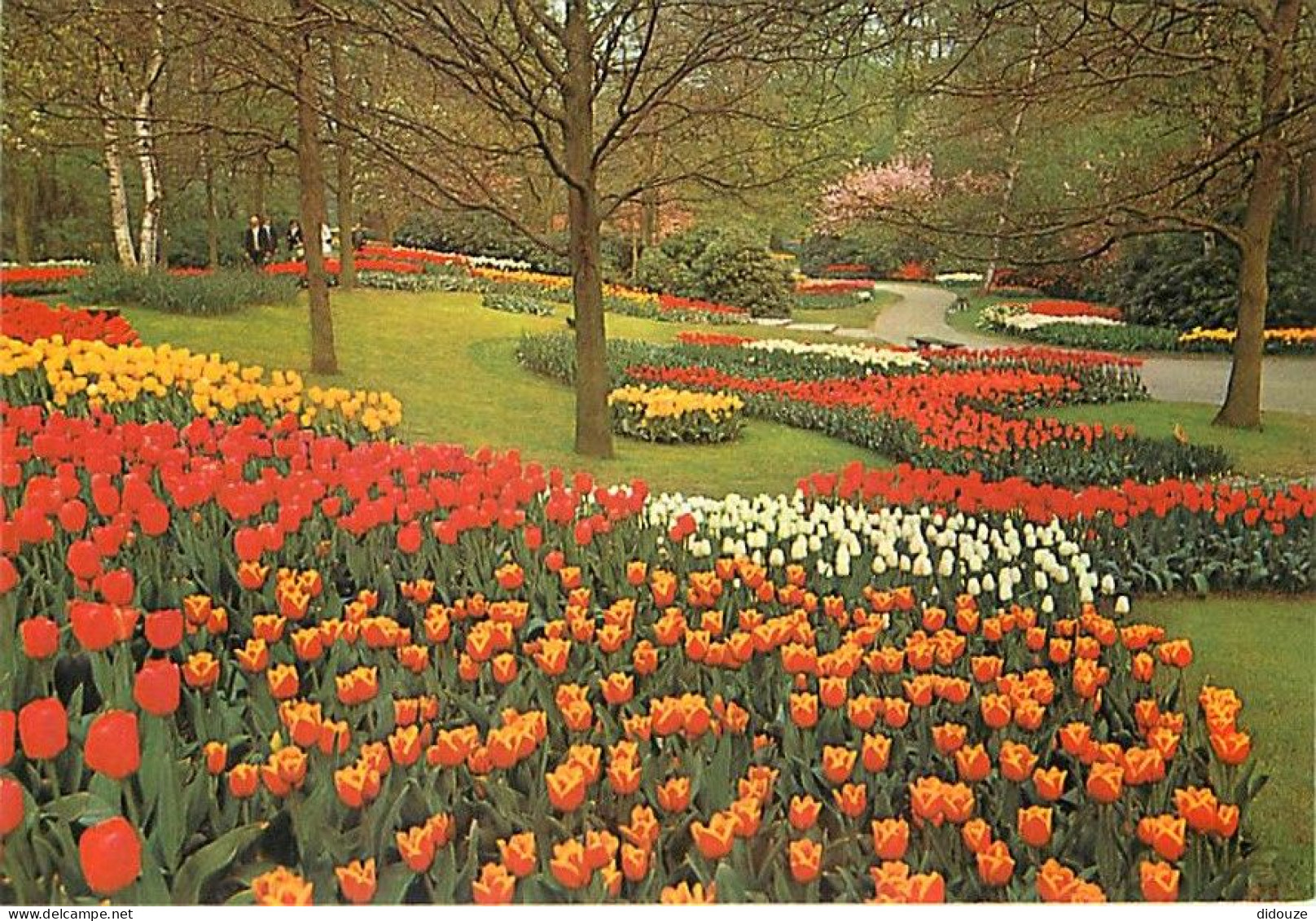 Pays-Bas - Nederland - Lisse - Keukenhof - Fleurs - CPM - Voir Scans Recto-Verso - Lisse