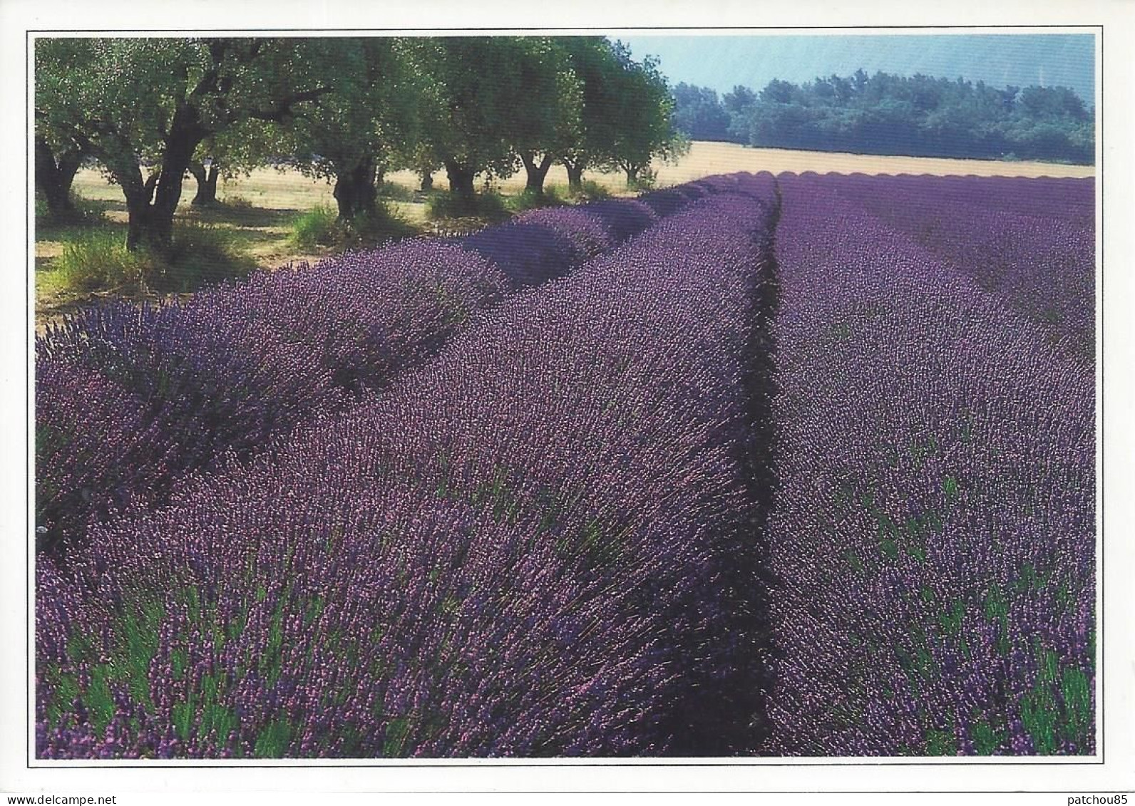 CPM  Champ De Lavande En Fleurs  Sites Et Paysages Du Languedoc - Fleurs