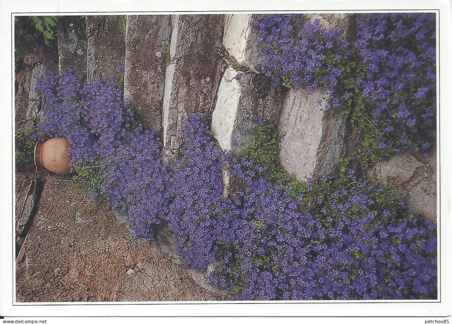 CPM  Sous Le Ciel Du Midi Lumière Et Couleurs De La Provence - Flowers