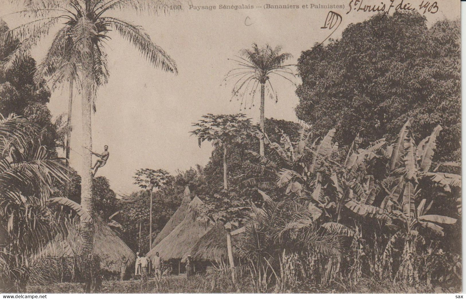 2420-146 Avant  1905 N°169 Palmiers Et Palmistes   Fortier Photo Dakar    Retrait Le 01-06 - Sénégal