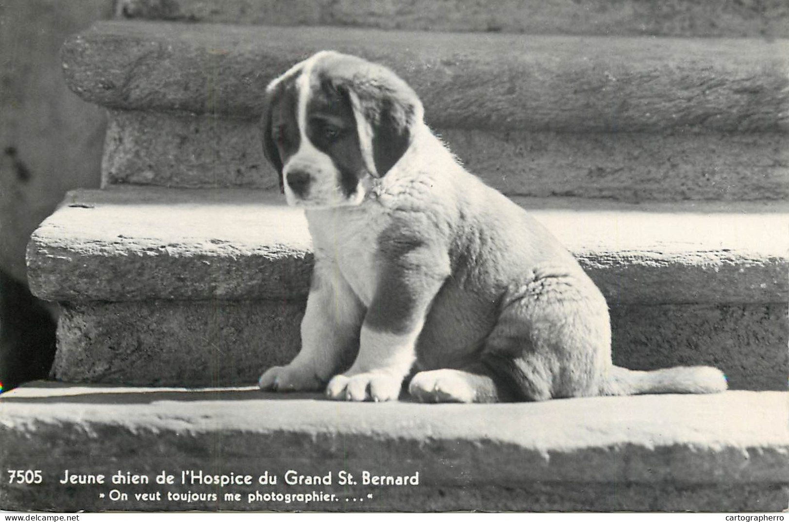 Postcard Switzerland Saint Bernard Puppey Dog - Other & Unclassified