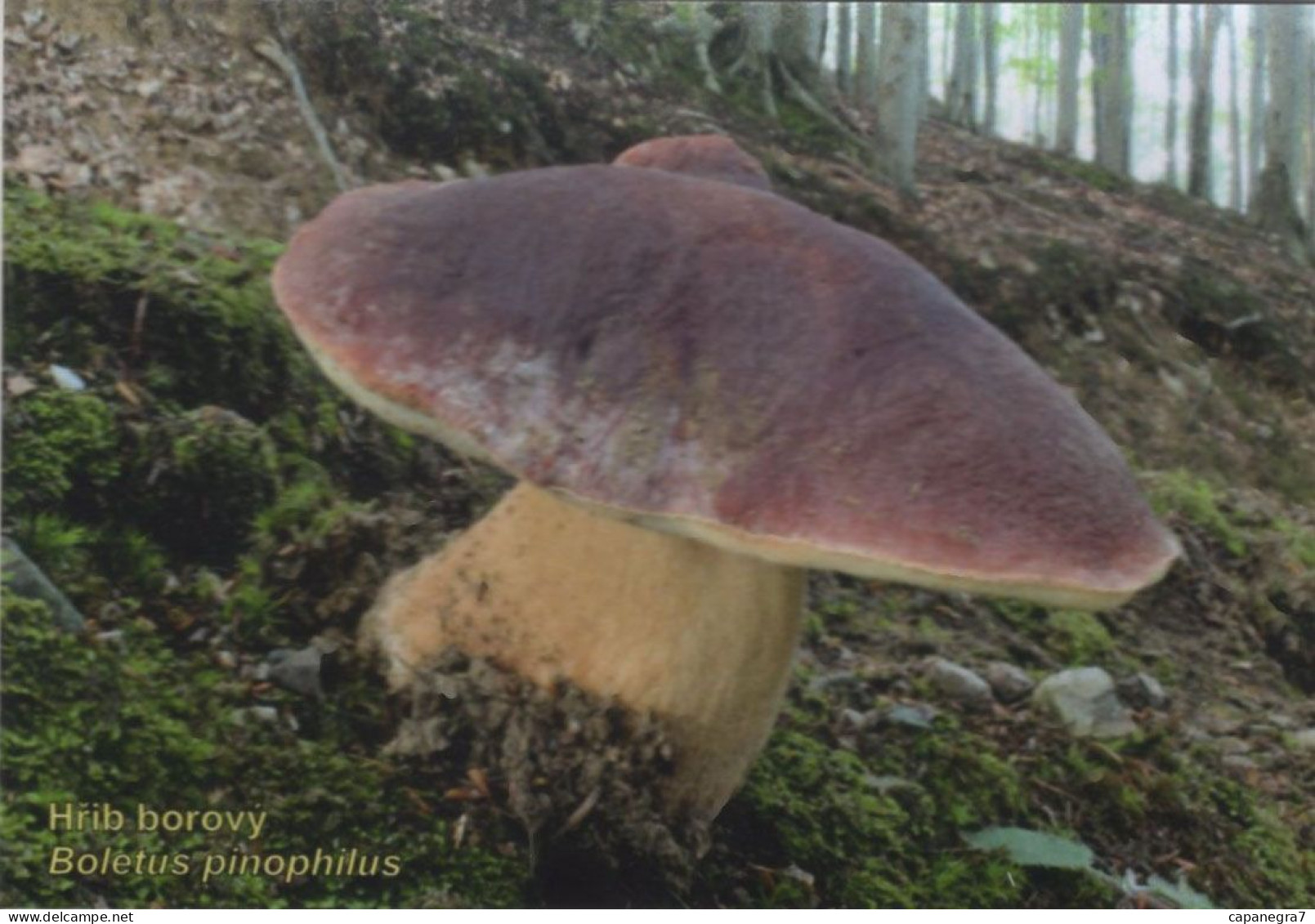 Boletus Pinophilus, Mushrooms, Czech Rep., 2023, 95 X 65 Mm - Kleinformat : 2001-...