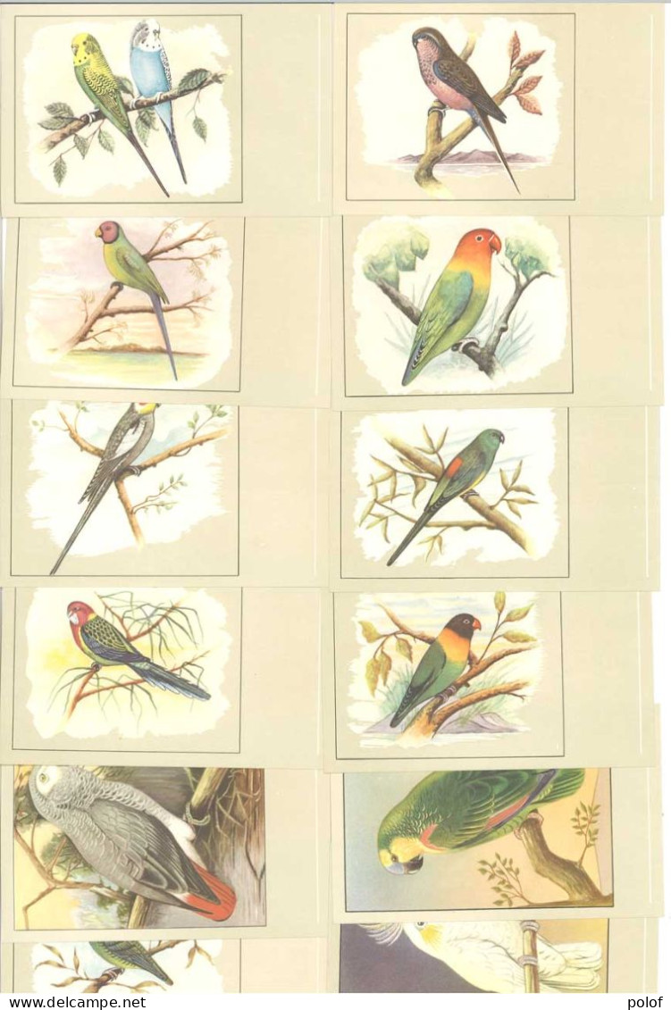 OISEAUX - Lot De 12 Cartes (125384) - Vögel