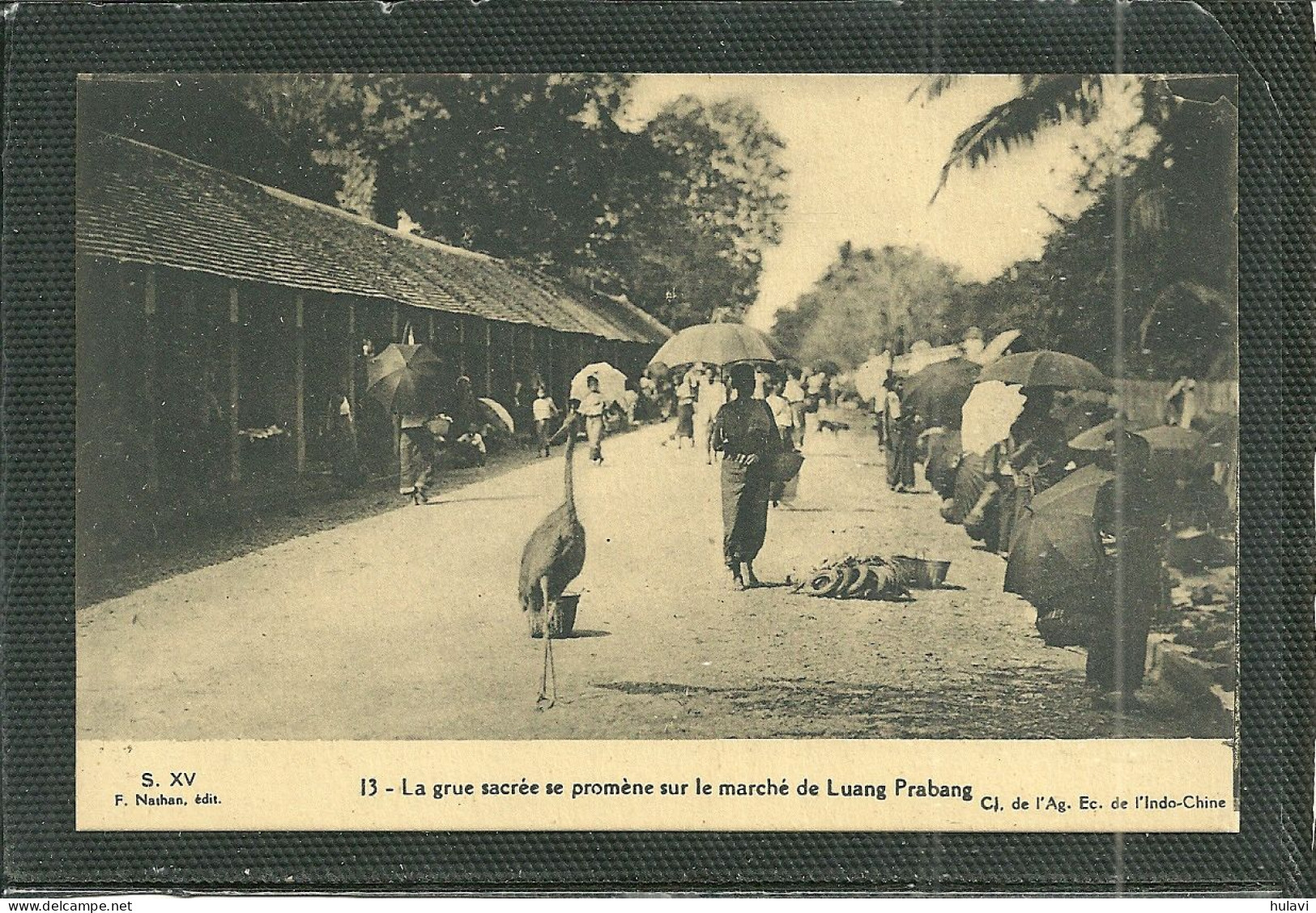 LA GRUE SACREE SE PROMENE SUR LE MARCHE DE LUANG PRABANG (ref 2303) - Laos