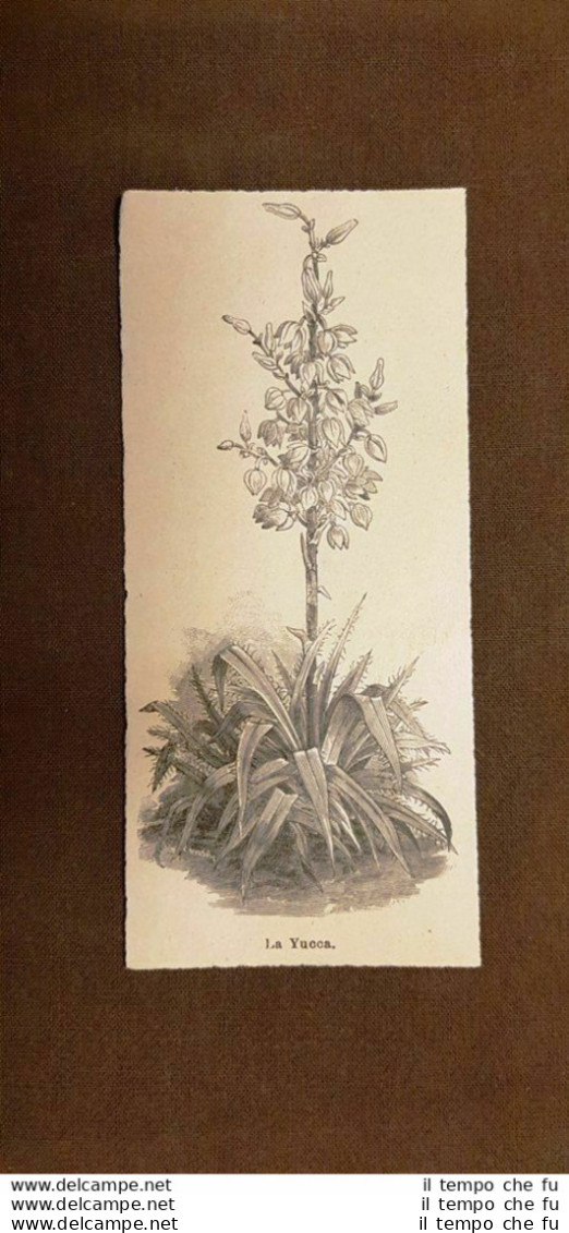 La Yucca Botanica Stampa Del 1895 - Ante 1900