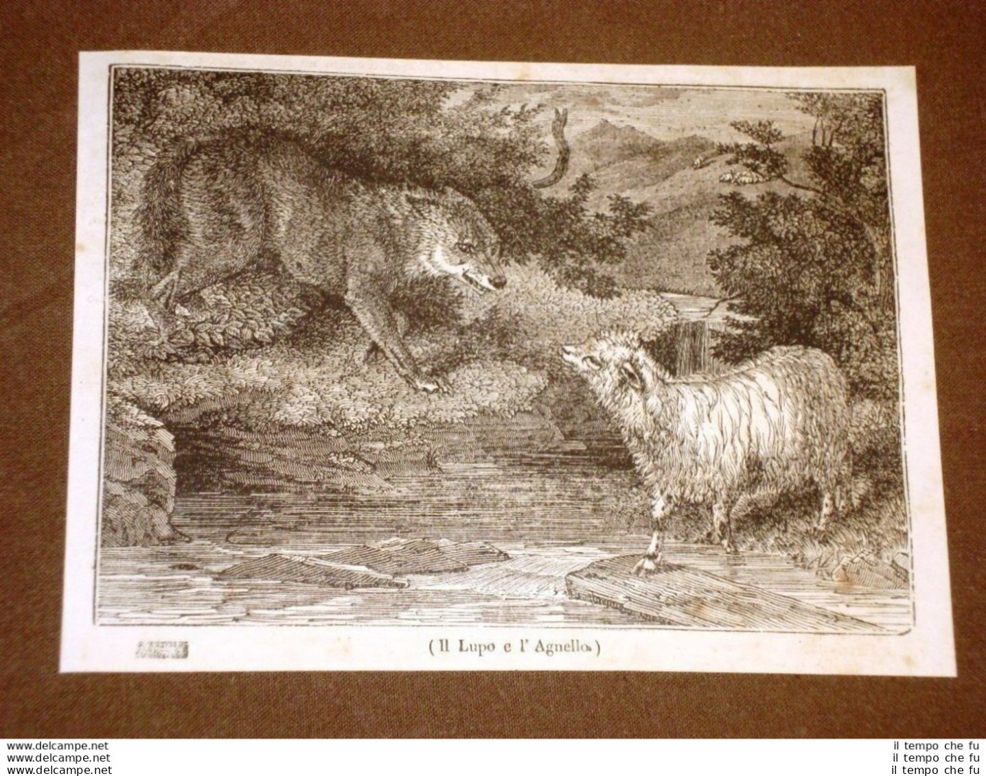 Rarissima Incisione Del 1836 Il Lupo E L'agnello - Ante 1900