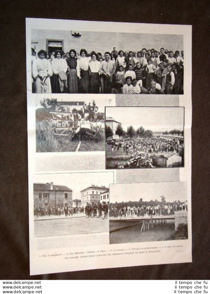 Ferrara Nel 1903 Sciopero Agrario Nelle Campagne Agricoltori In Agitazione - Autres & Non Classés