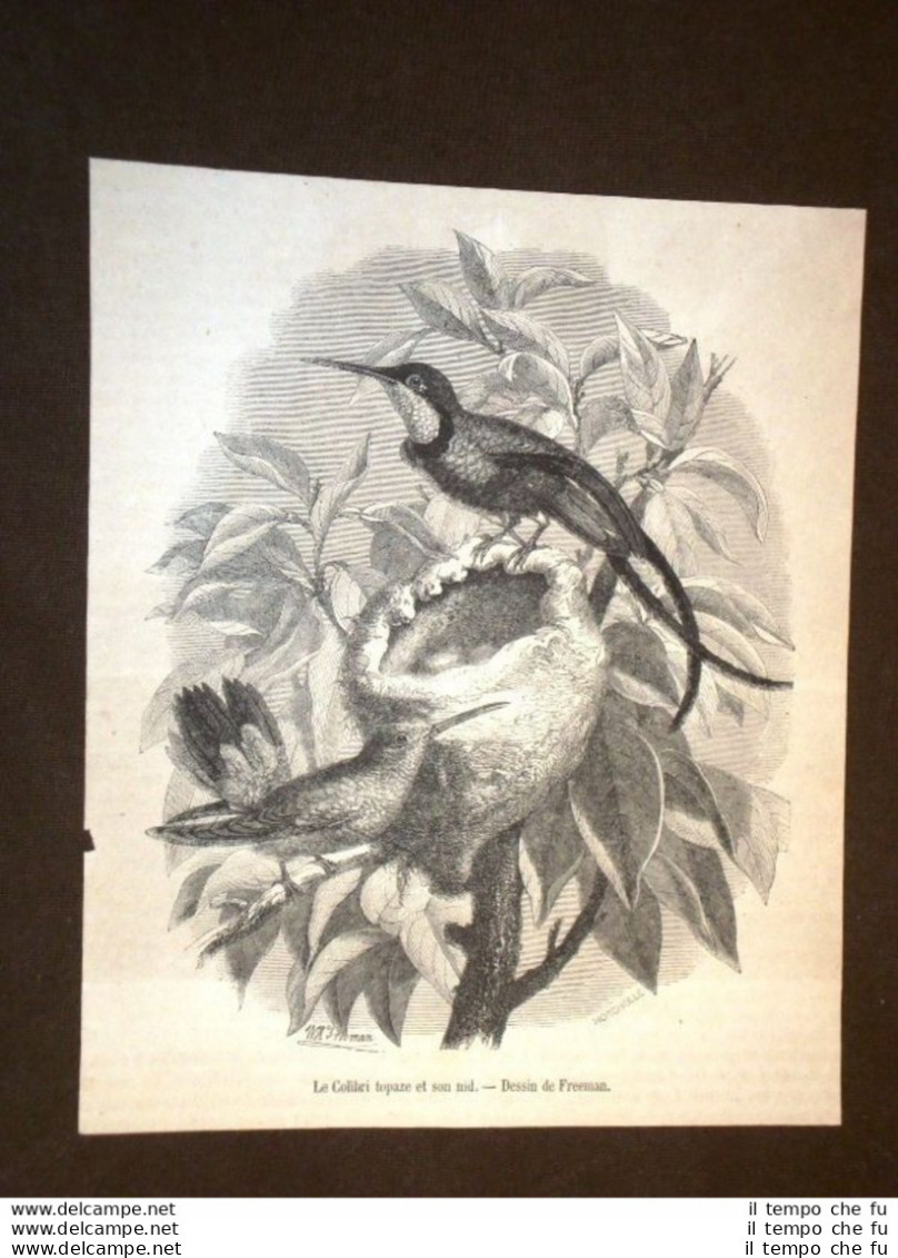 Ornitologia E Uccelli Uccello Il Colibrì Topazio Ed Il Suo Nido - Vor 1900