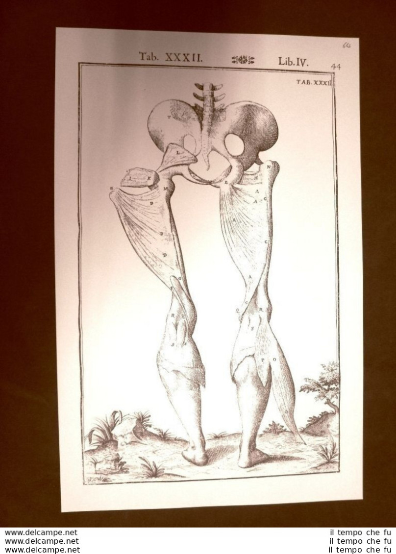 Gambe Bacino Femore #2 Tavola Anatomica Litografia Giulio Casseri 1627 Ristampa - Sonstige & Ohne Zuordnung