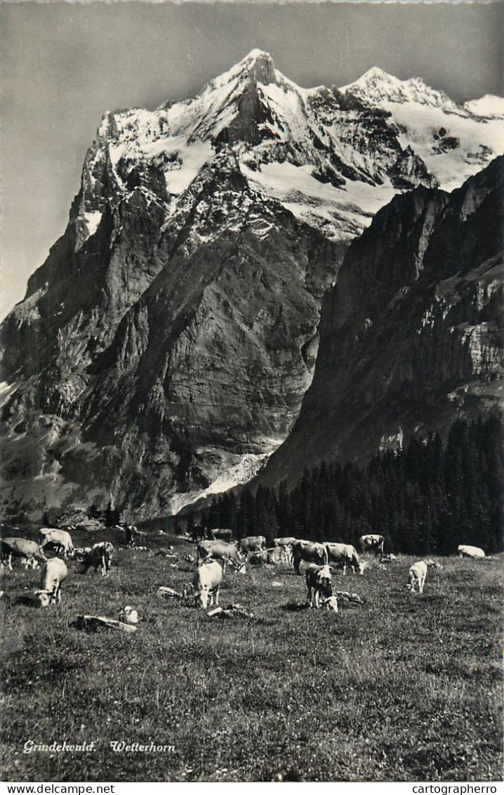 Postcard Switzerland Grindelwald Wetterhorn Cows - Andere & Zonder Classificatie