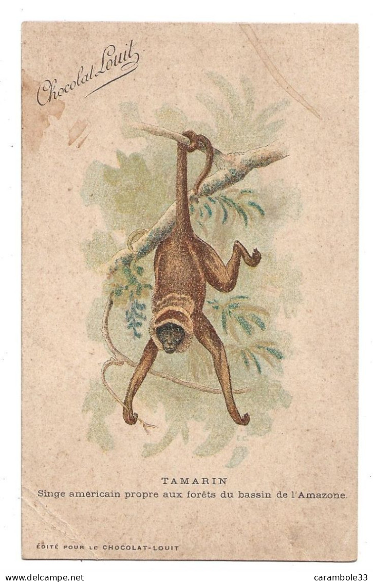 CPA  Animaux  TAMARIN Singe Americain  édité Pour Le Chocolat Louit  (1676) - Monkeys