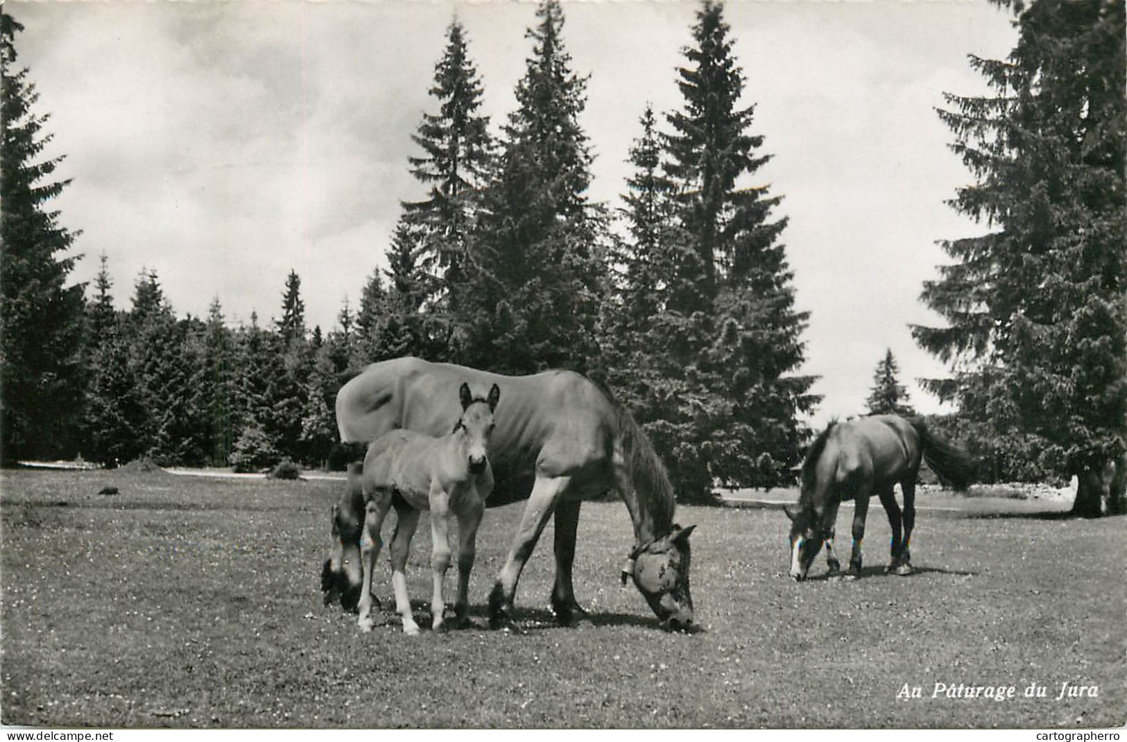 Postcard Switzerland Au Paturage Du Jura Horses - Andere & Zonder Classificatie