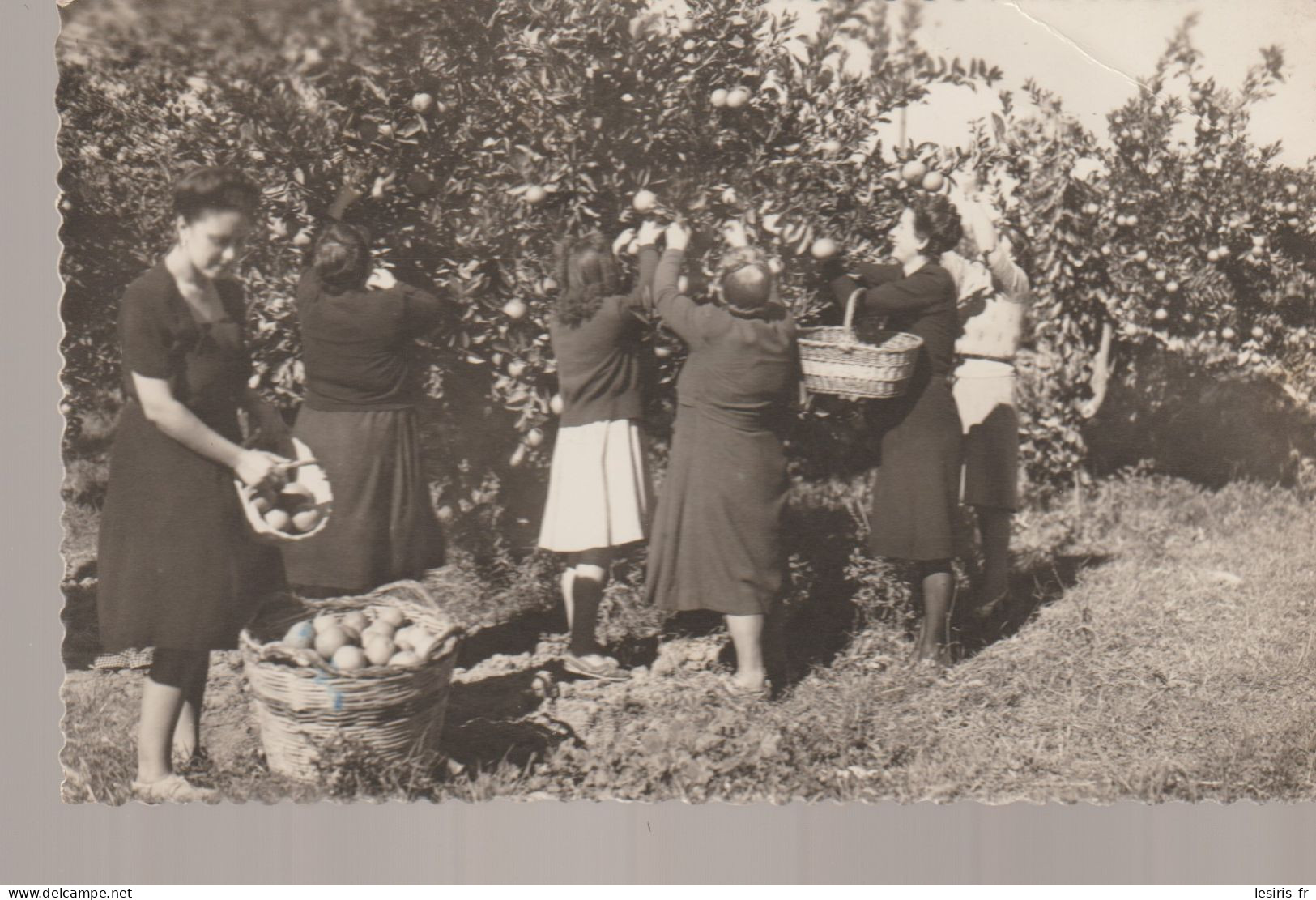 C.P. - PHOTO - ESPAGNE - 12 - RECOLECTANDO NARANJAS - FEMMES RECOLTANT DES ORANGES - GARCIA GARRABELL - Andere & Zonder Classificatie