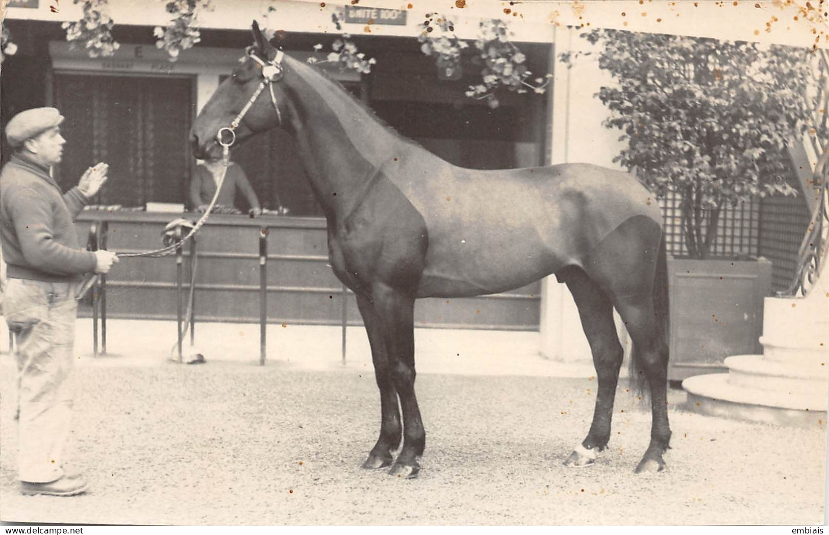 Présentation De L' Étalon FUSHIA VII Vendu Aux Haras Nationaux, Propriétaire Marcel LESGUILLONS 1955 Carte Photo - Pferde