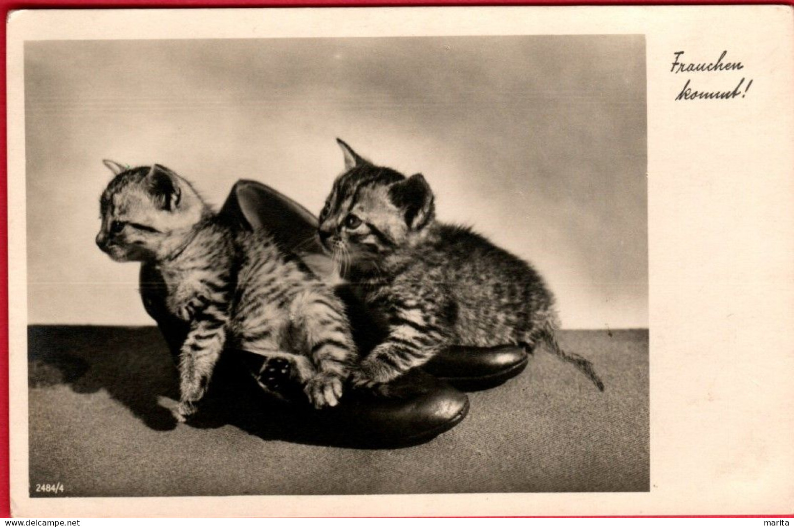 2 Chats - Cats - Katze- 2 Poezen Op Schoenen - Cats