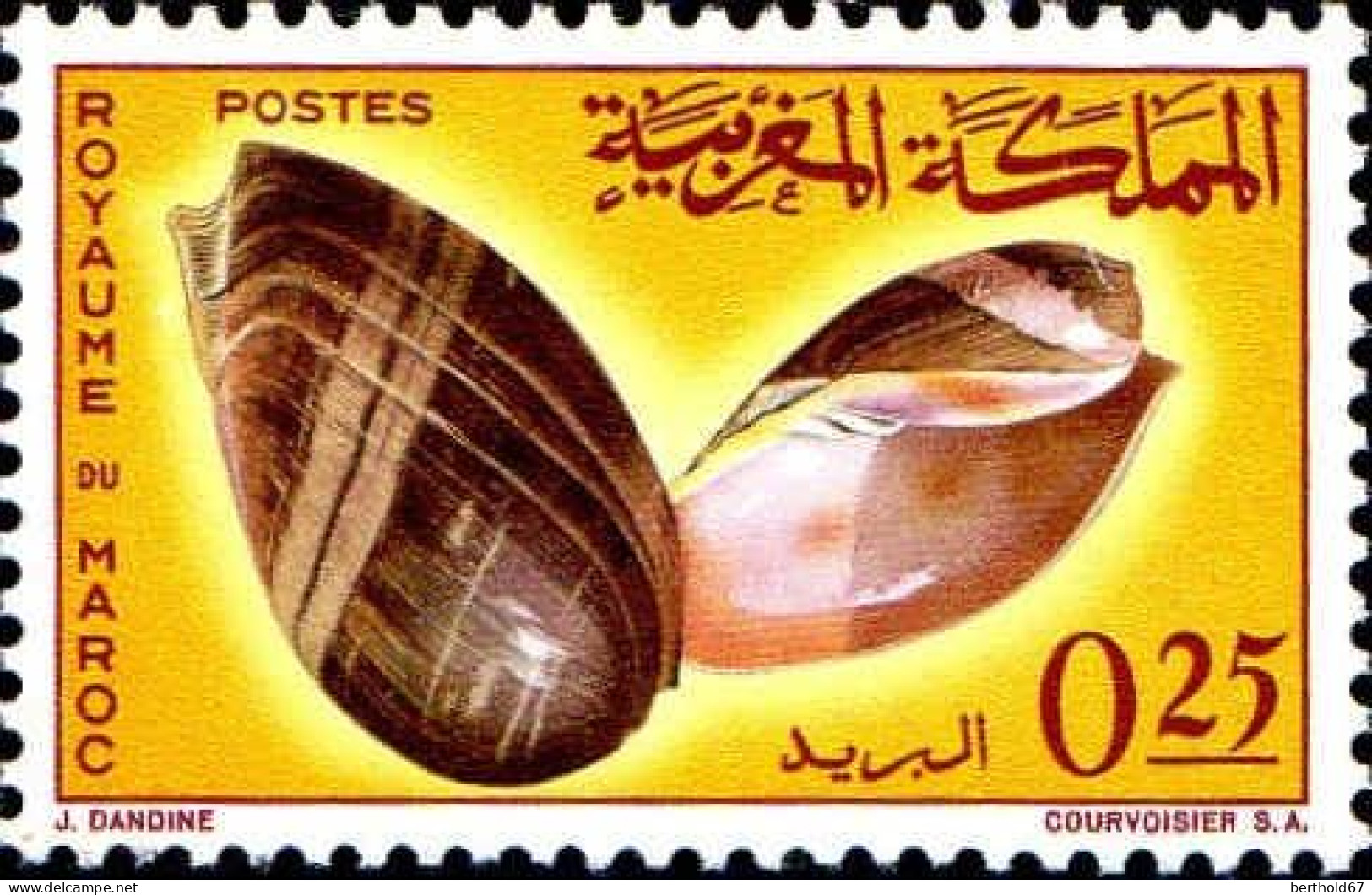 Maroc Poste N* Yv: 488 Mi:550 Pitaria Chione-Veneridae Grande Volute (défaut Gomme) - Marokko (1956-...)