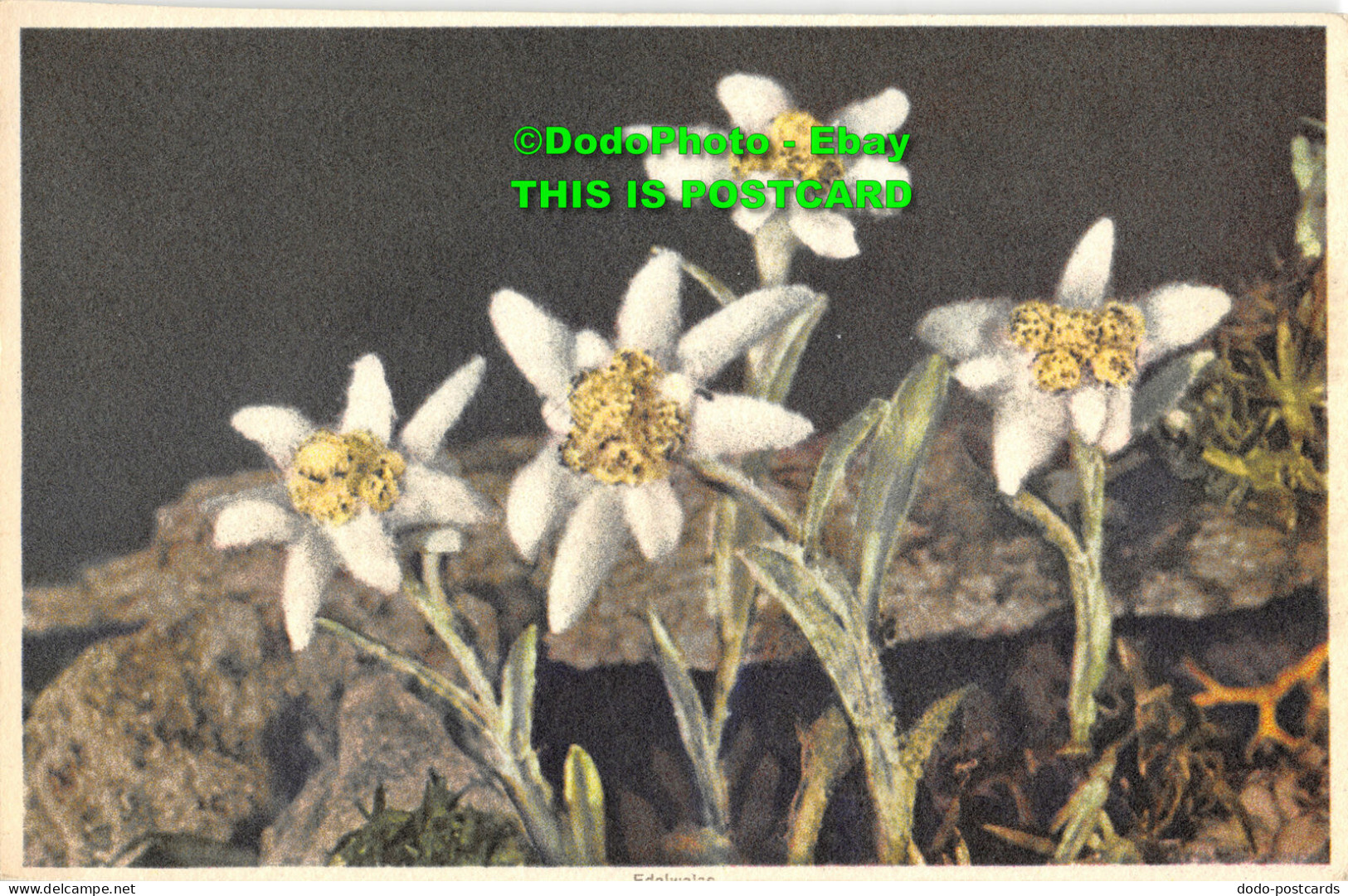 R357416 Edelweiss. No. 669. Leontopodium Alpinum. Pied De Lion. Edelweiss. Stehl - World