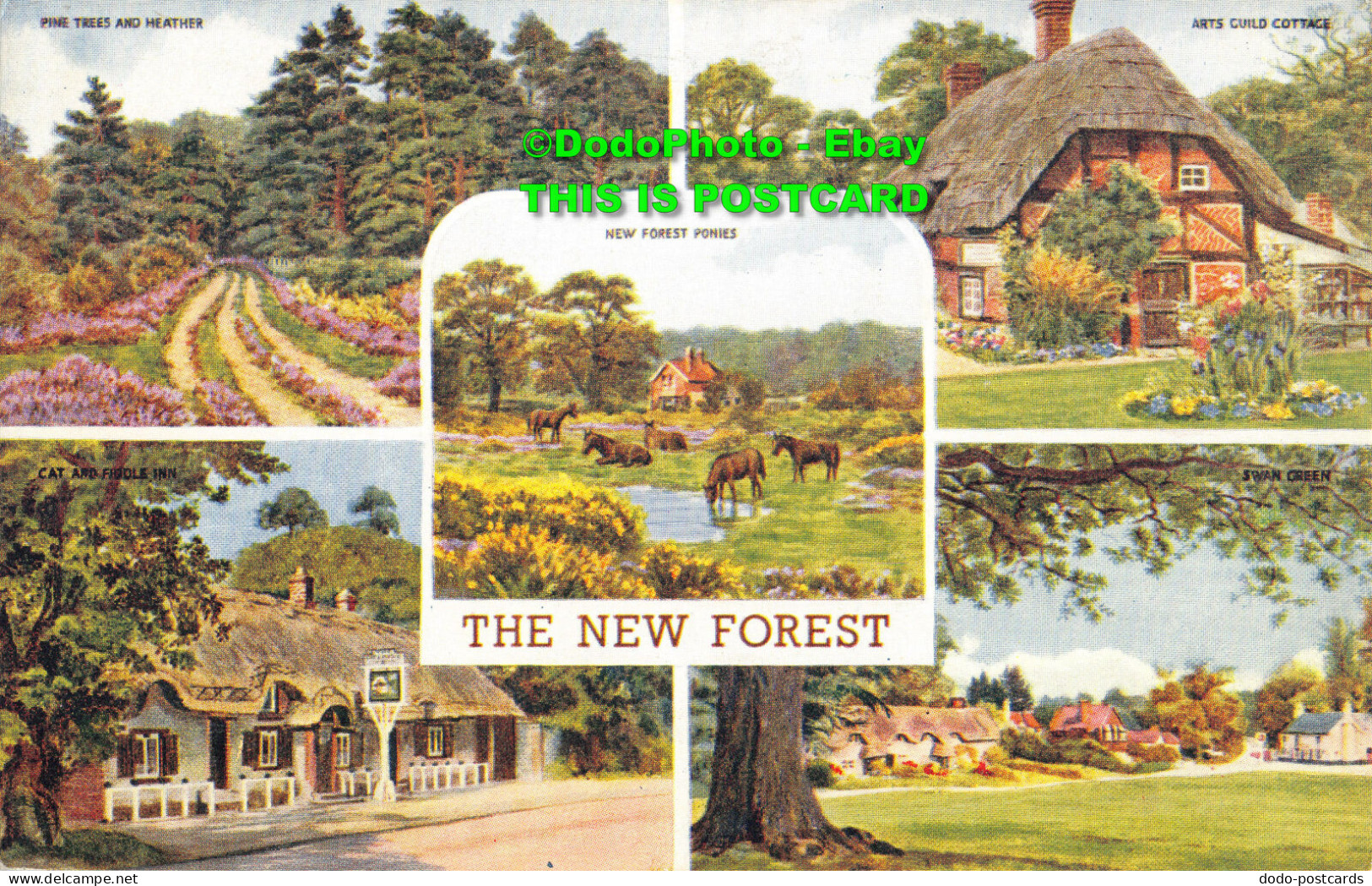 R357428 The New Forest. Salmon. 4630. Multi View - World