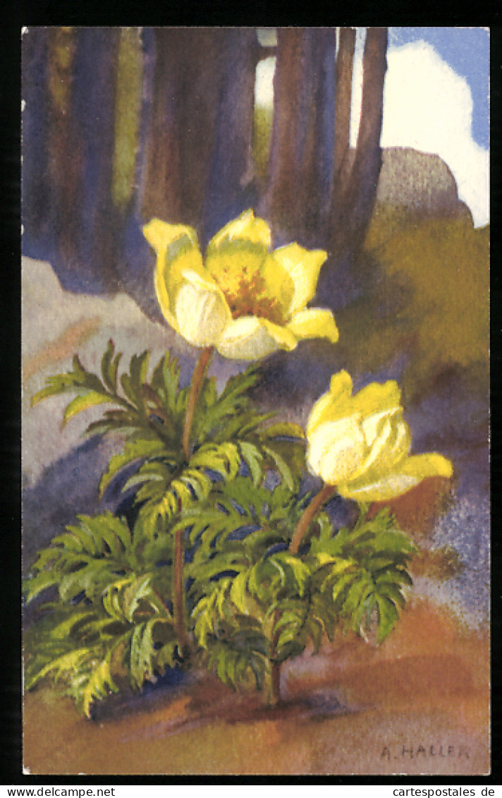 Künstler-AK Anna Haller: Blumen Mit Gelber Blüte  - Haller, A.