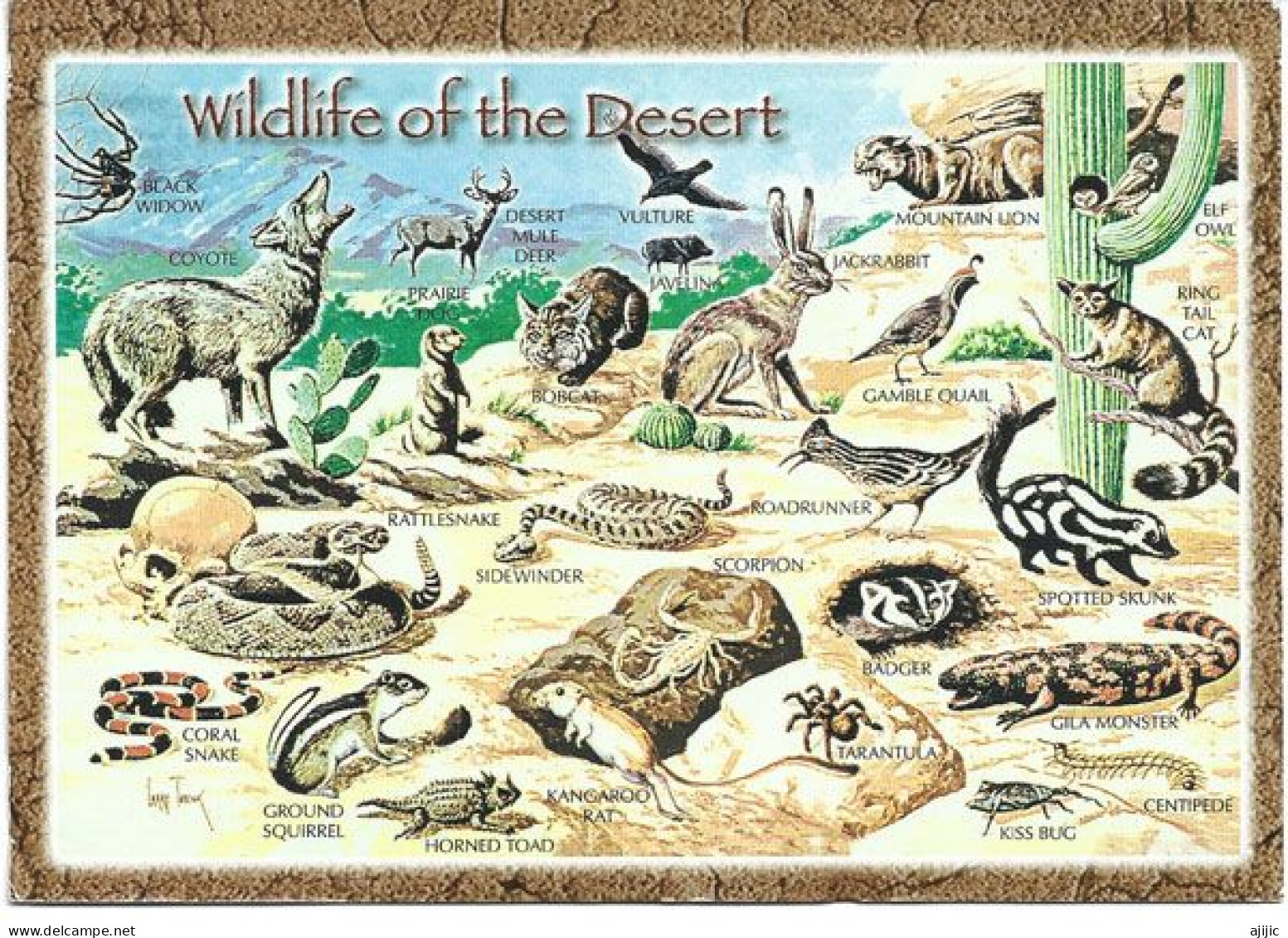 WILDLIFE OF THE SOUTHWEST DESERT, NEW-MEXICO, Postcard Sent To Andorra (Principality) - Sonstige & Ohne Zuordnung