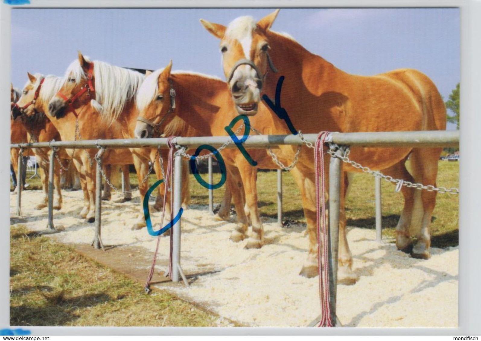 Welt Der Pferde 07 - Haflinger At Werktuigendagen 2009 - Caballos