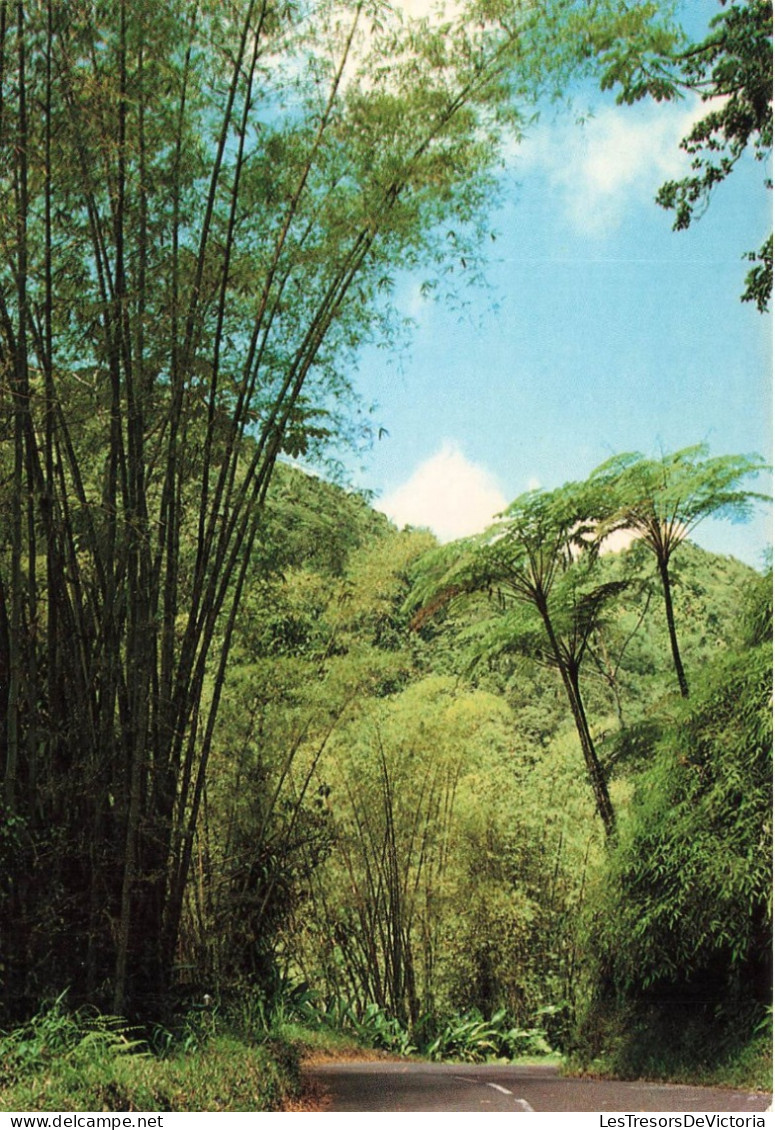 FRANCE - Martinique - Vue Sur La Route De La Trace Et La Forêt Tropicale - Vue Générale - Carte Postale - Altri & Non Classificati