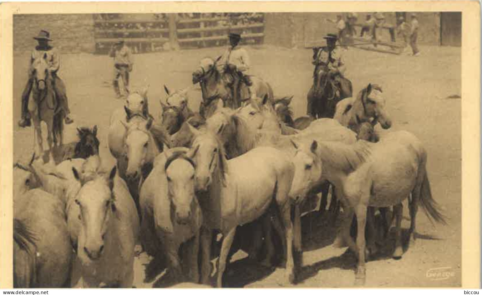 Cp En Provence - Manade De Chevaux Camargue Aux Saintes Maries De La Mer N° 715 - Saintes Maries De La Mer