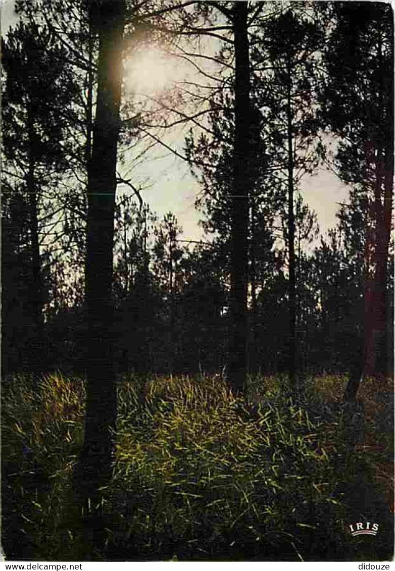 40 - Landes - Foret Landaise - CPM - Voir Scans Recto-Verso - Altri & Non Classificati