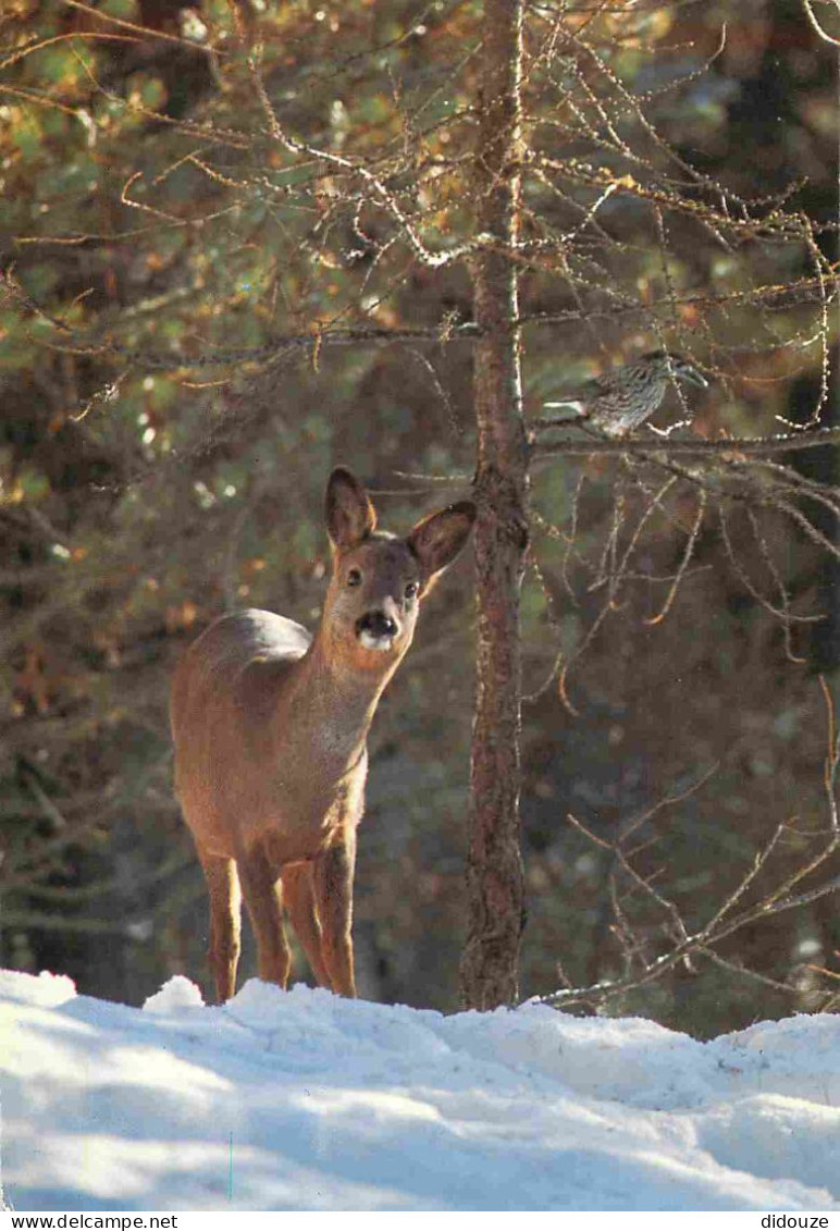 Animaux - Cervidés - Chevreuil Et Sassenoix Moucheté - Oiseaux - Hiver - Neige - CPM - Voir Scans Recto-Verso - Andere & Zonder Classificatie