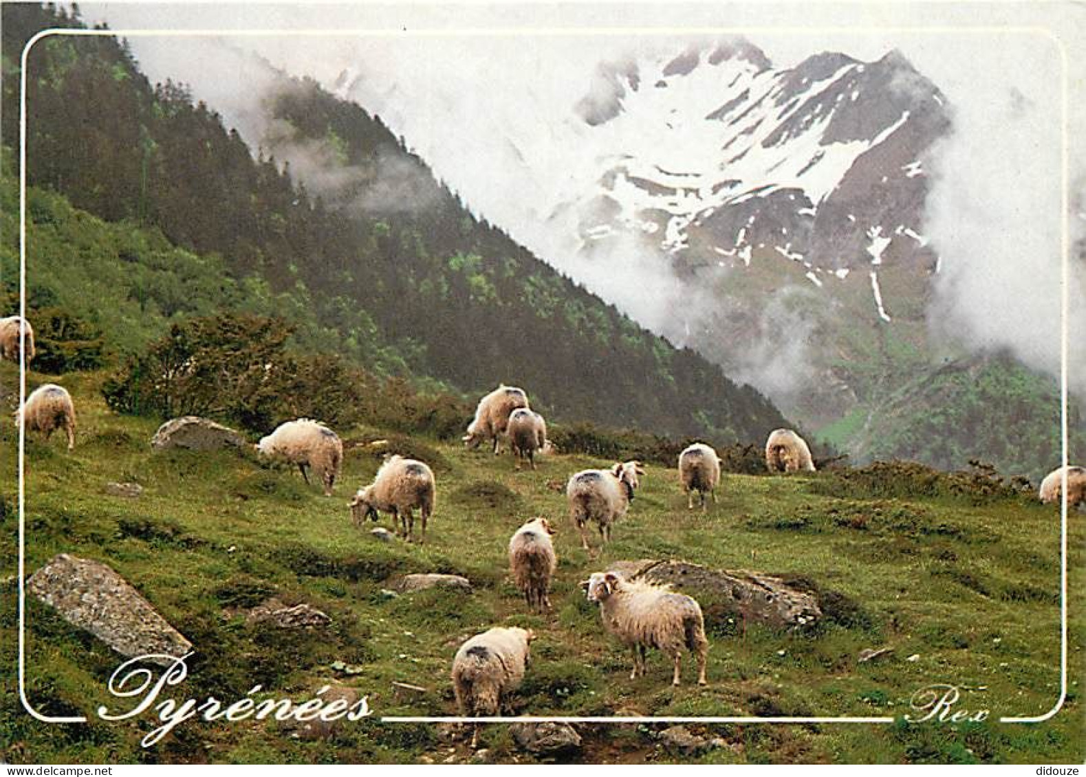 Animaux - Moutons - Pyrénées - Pâturages Pyrénéens - CPM - Carte Neuve - Voir Scans Recto-Verso - Altri & Non Classificati