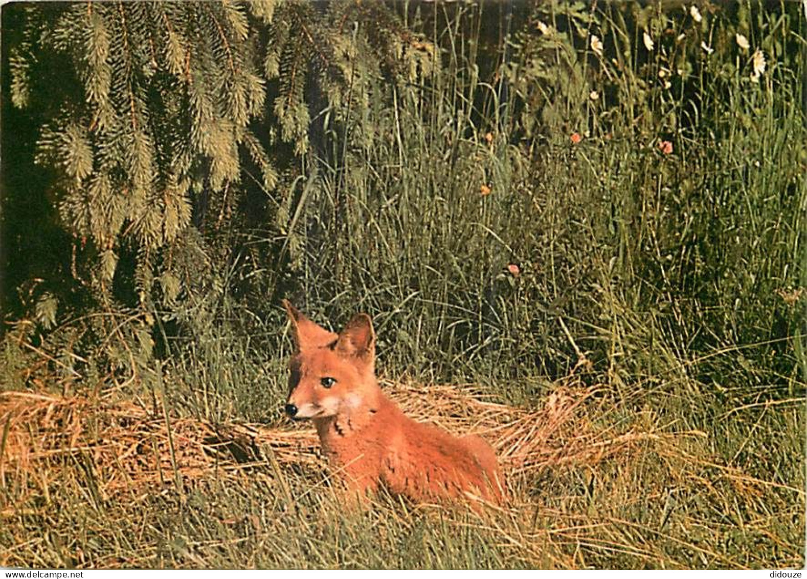 Animaux - Renards - Renardeau - Fox - CPM - Voir Scans Recto-Verso - Otros & Sin Clasificación